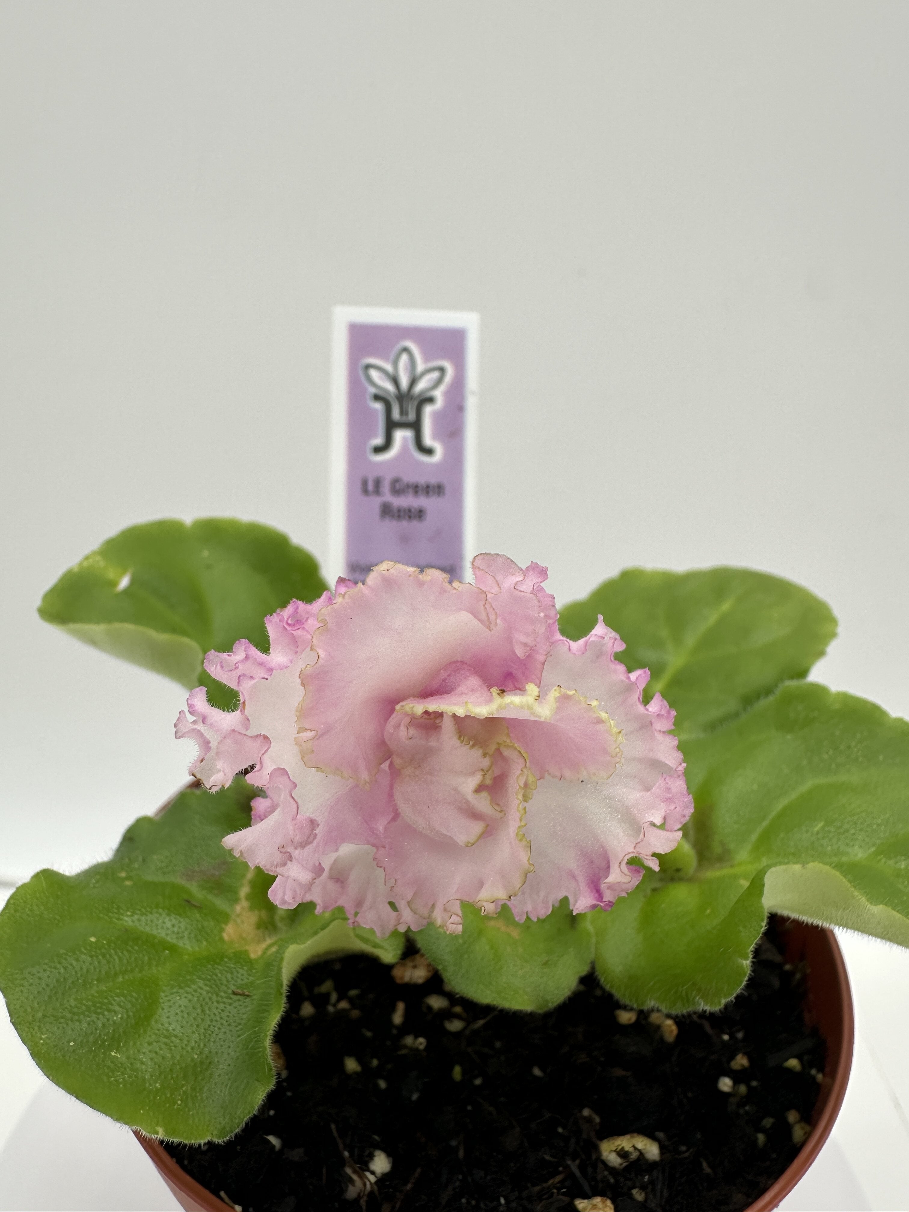 LE Green Rose - Live African Violet 4