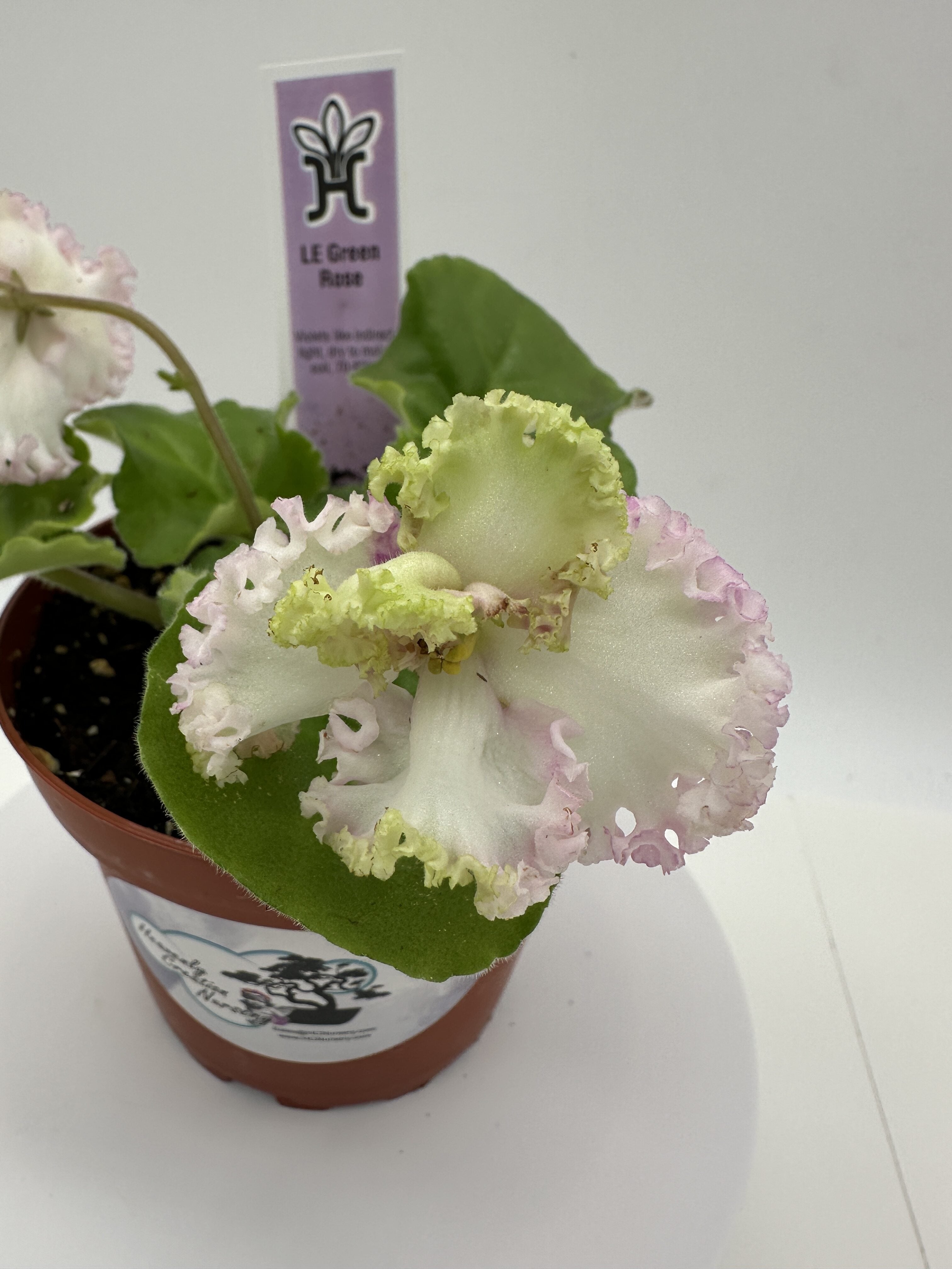 LE Green Rose - Live African Violet 4