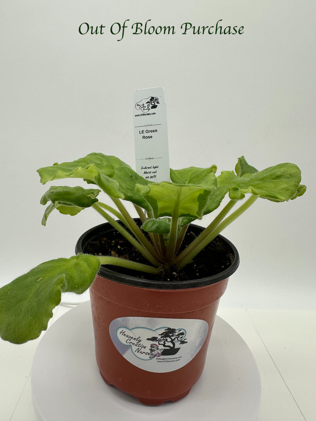 LE Green Rose - Live African Violet 4"