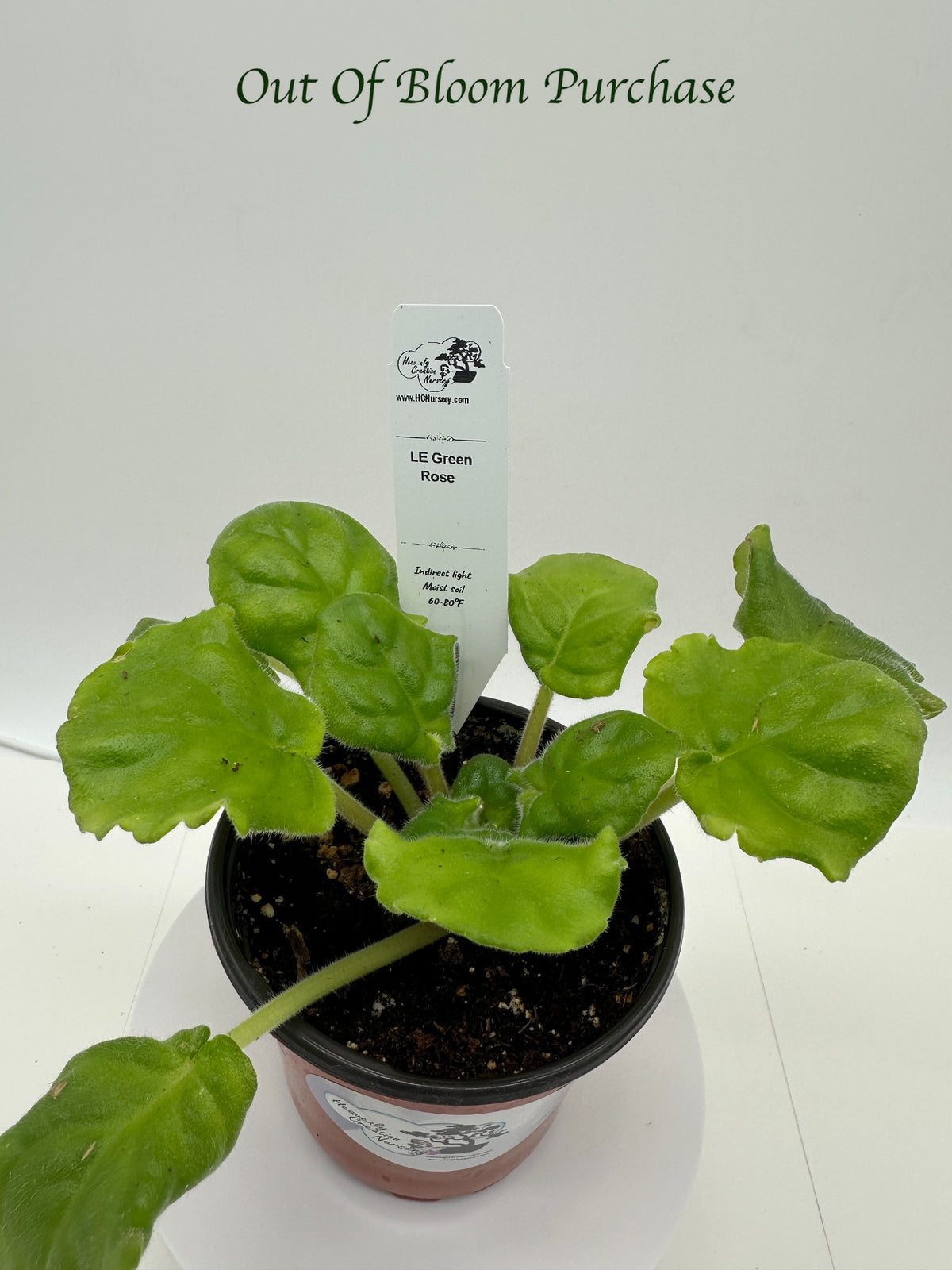 LE Green Rose - Live African Violet 4"
