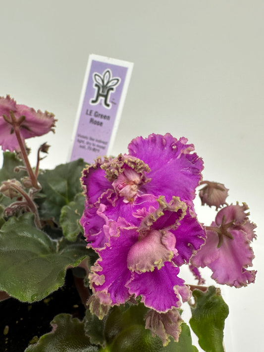 LE Green Rose - Pink Hybrid - Live African Violet 4"