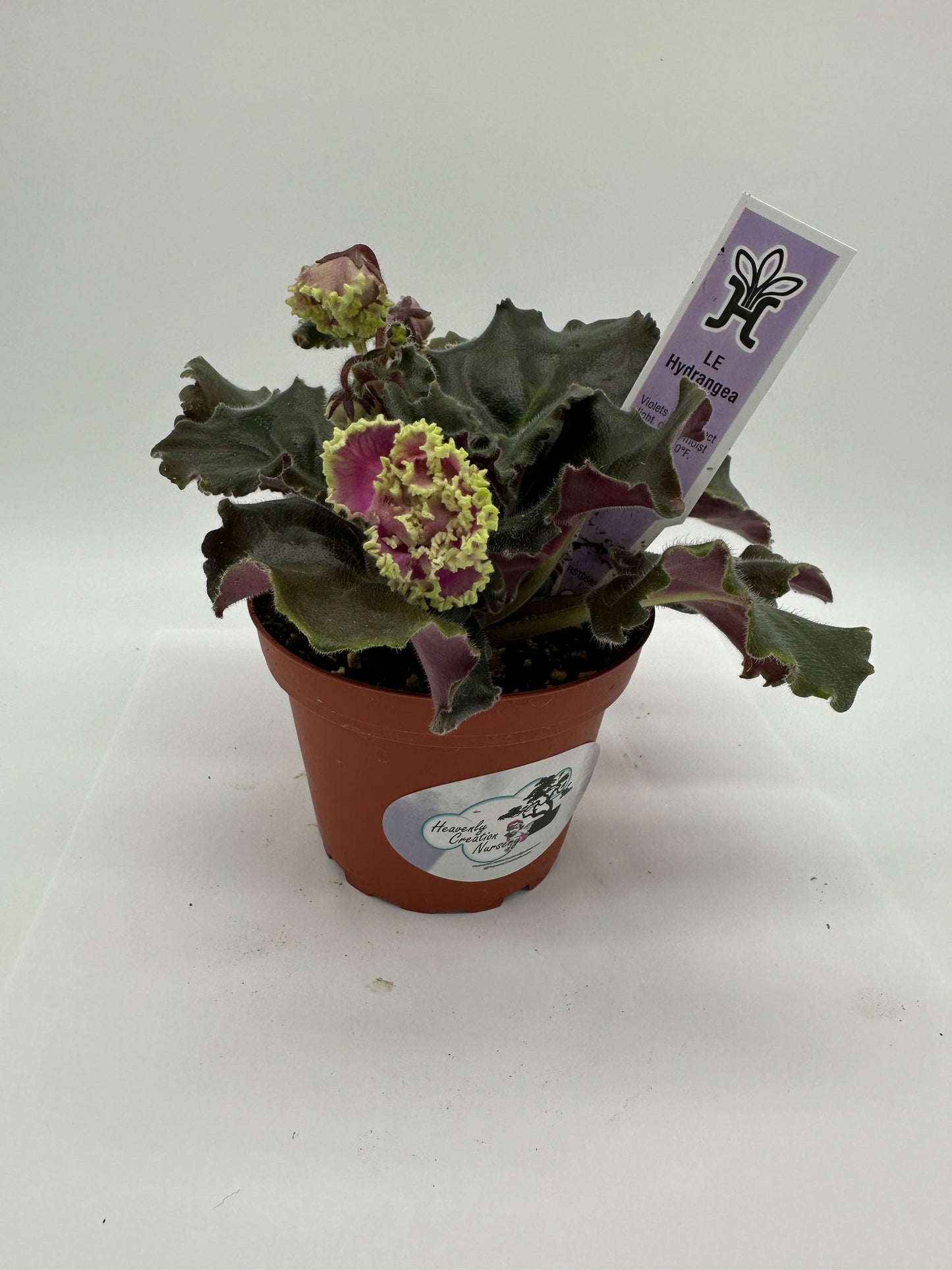 LE Hydrangea - Live African Violet 4"