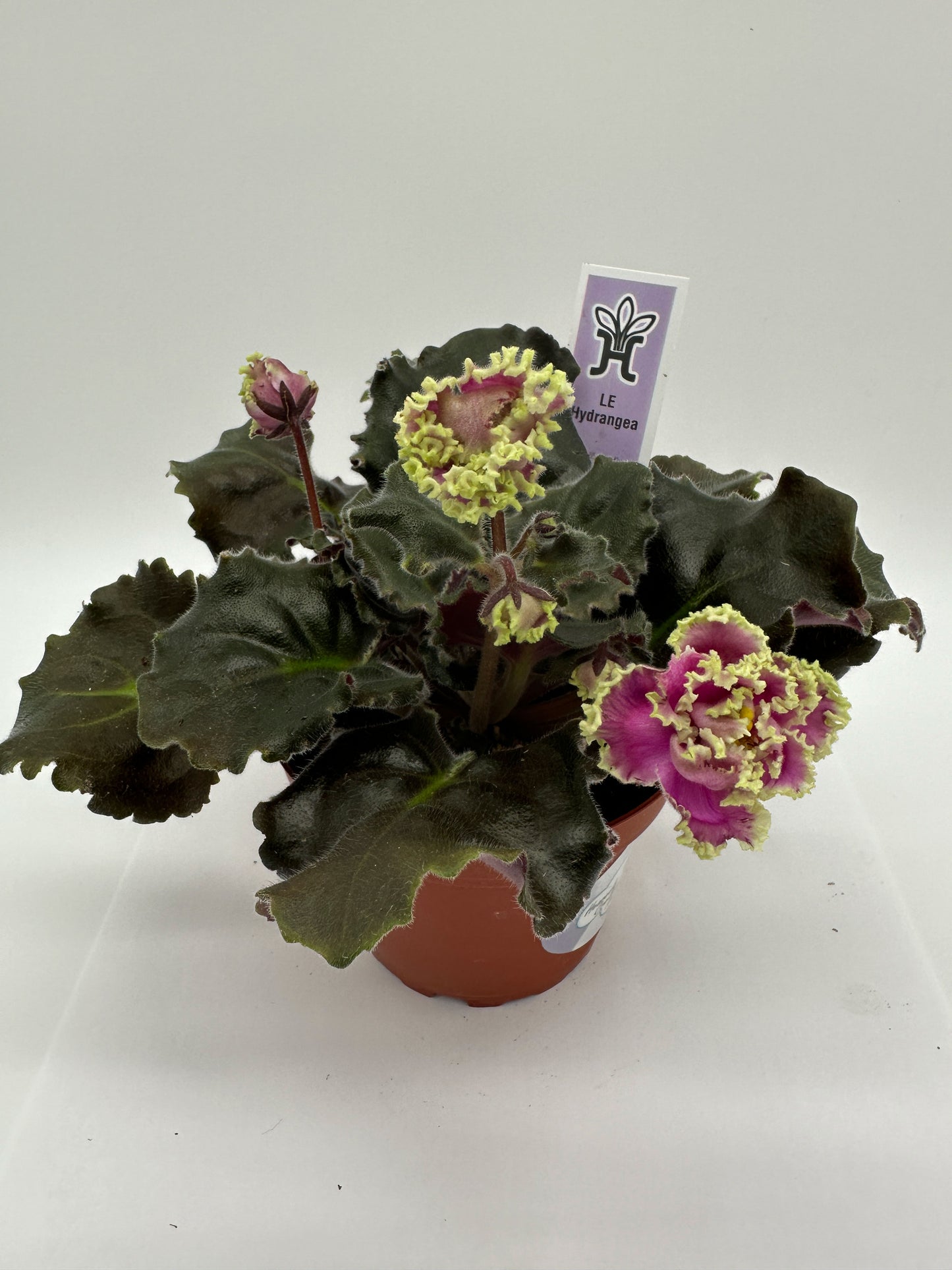 LE Hydrangea - Live African Violet 4"