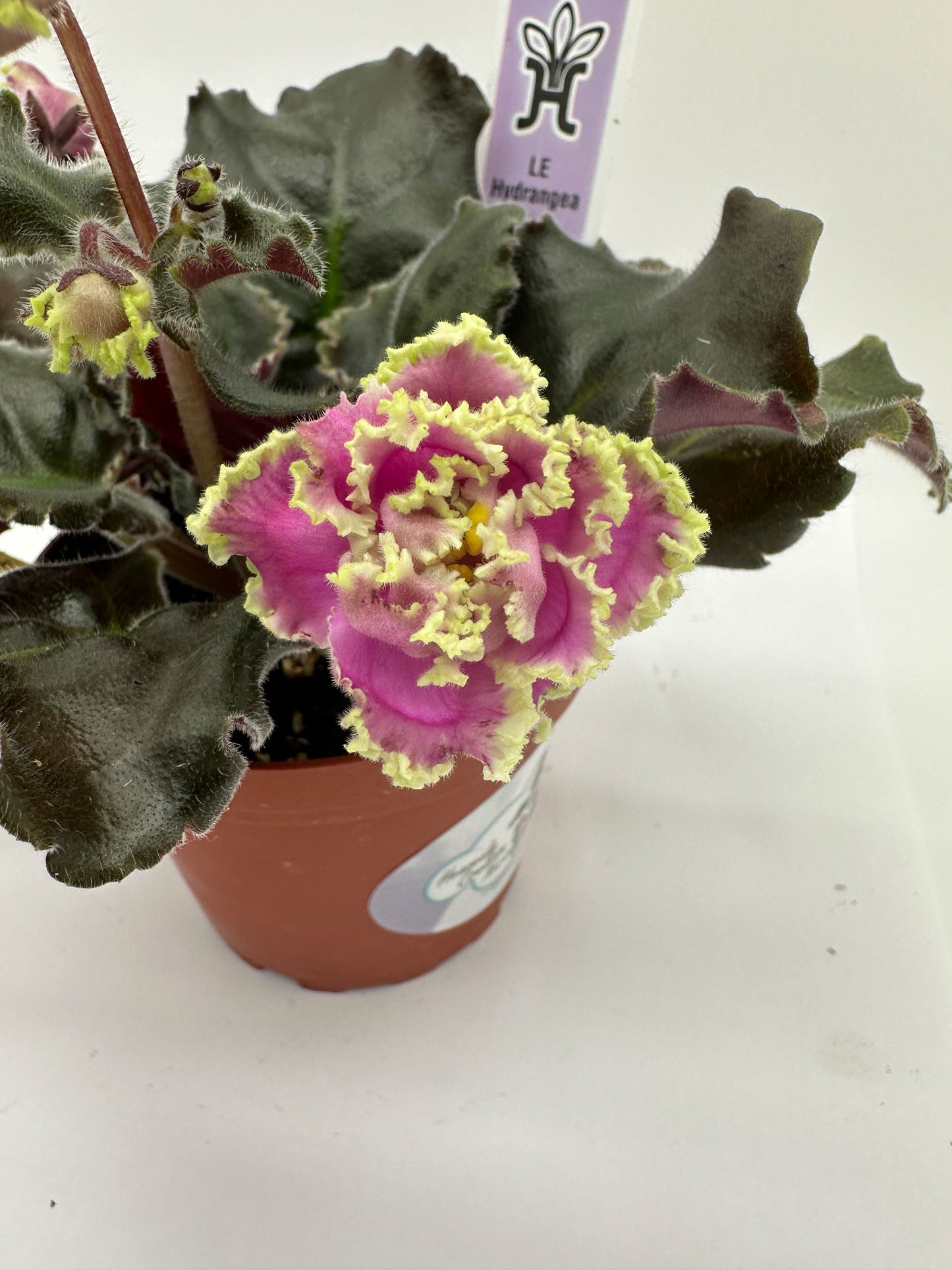 LE Hydrangea - Live African Violet 4"