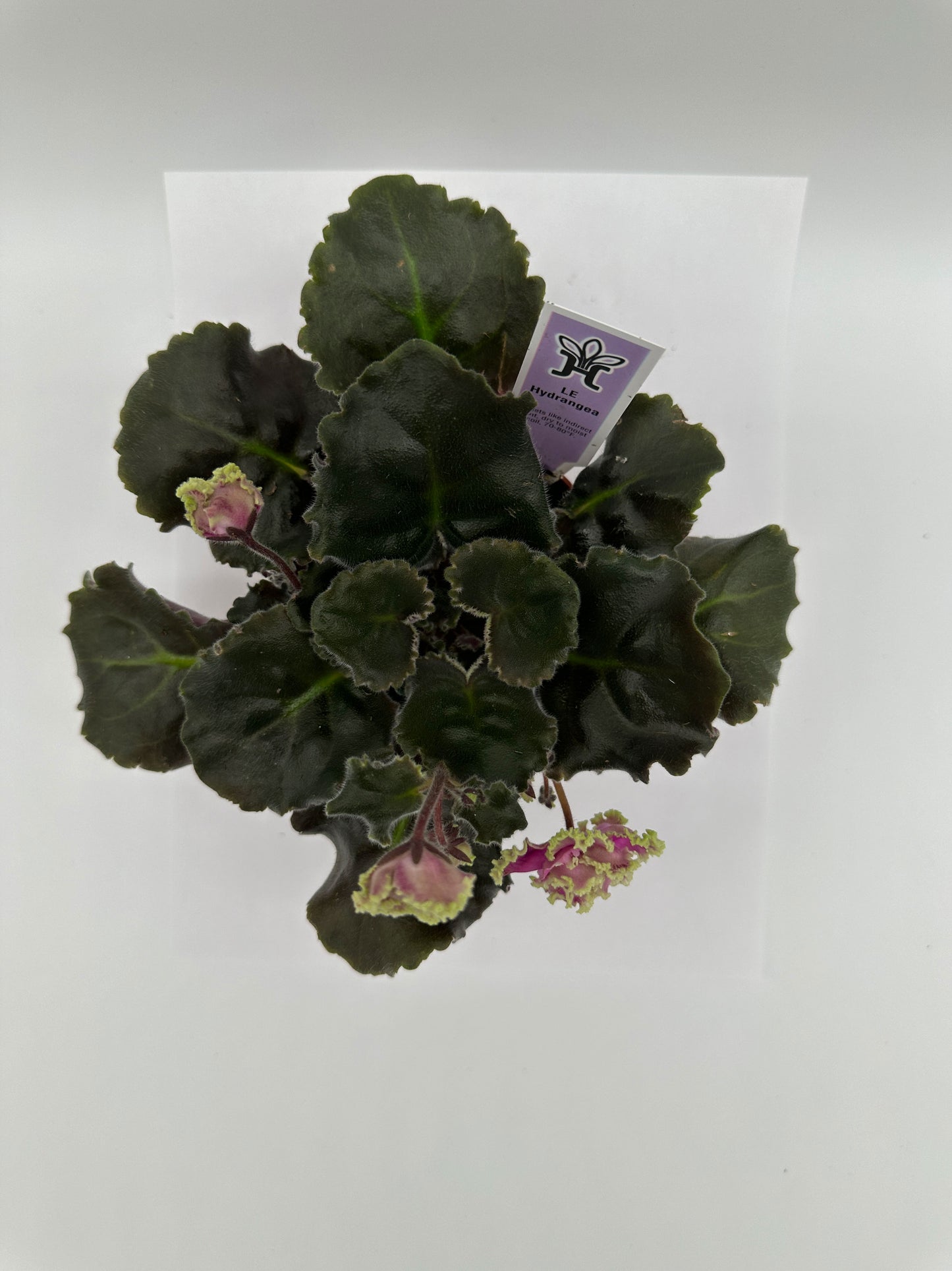 LE Hydrangea - Live African Violet 4"