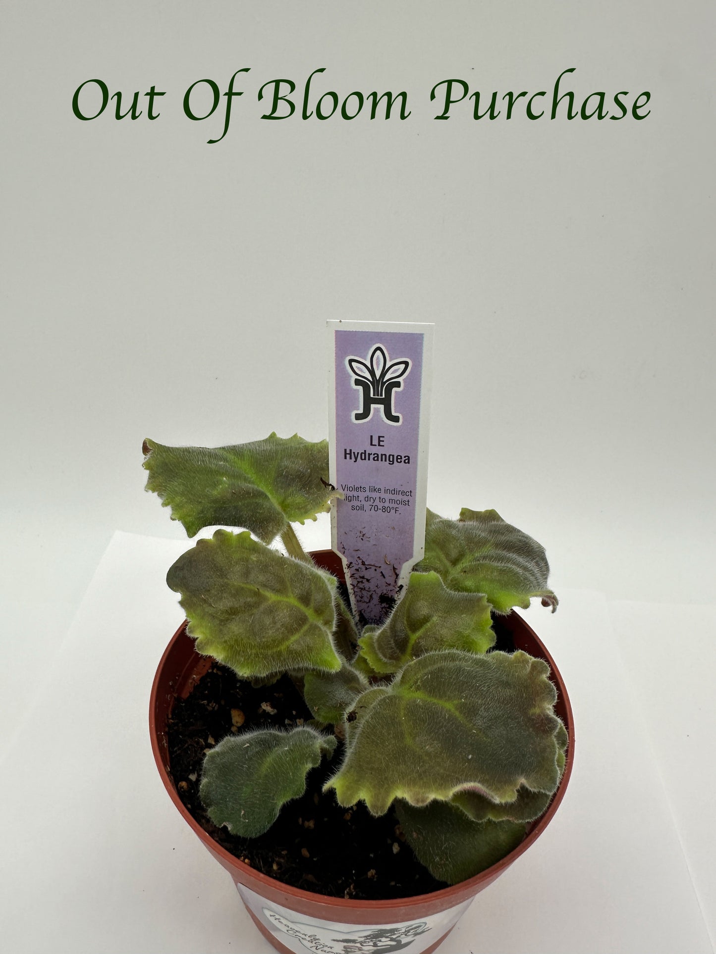 LE Hydrangea - Live African Violet 4"