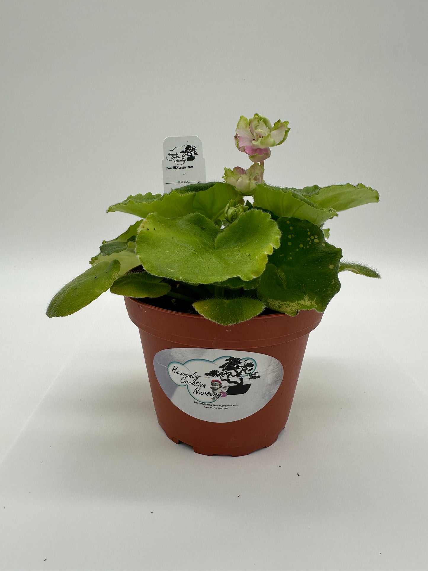 LE Mojito - Sport - Live African Violet 4"