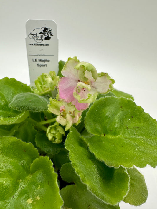 LE Mojito - Sport - Live African Violet 4"