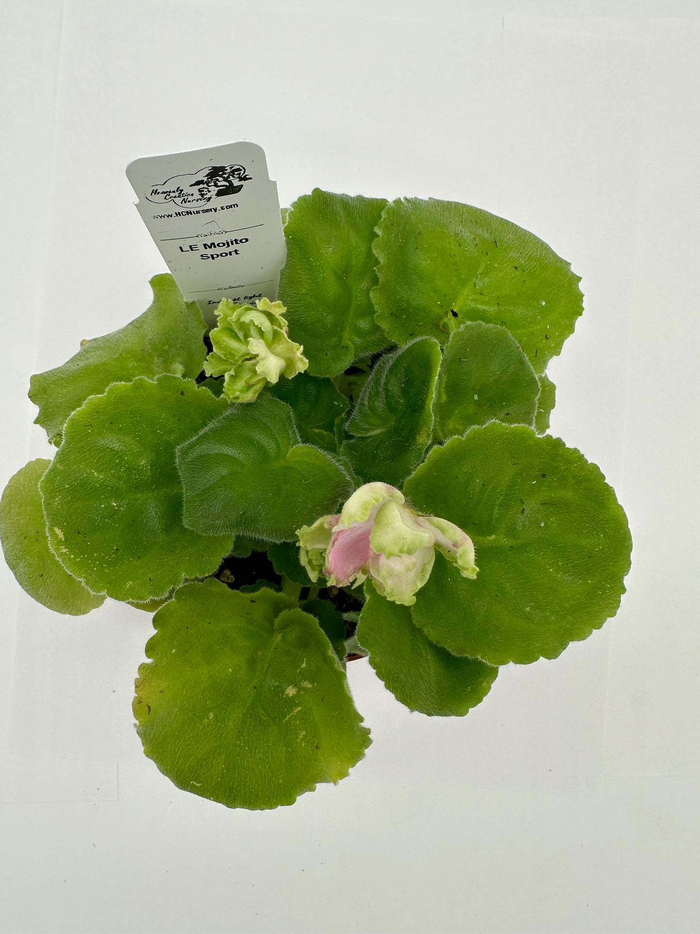 LE Mojito - Sport - Live African Violet 4"