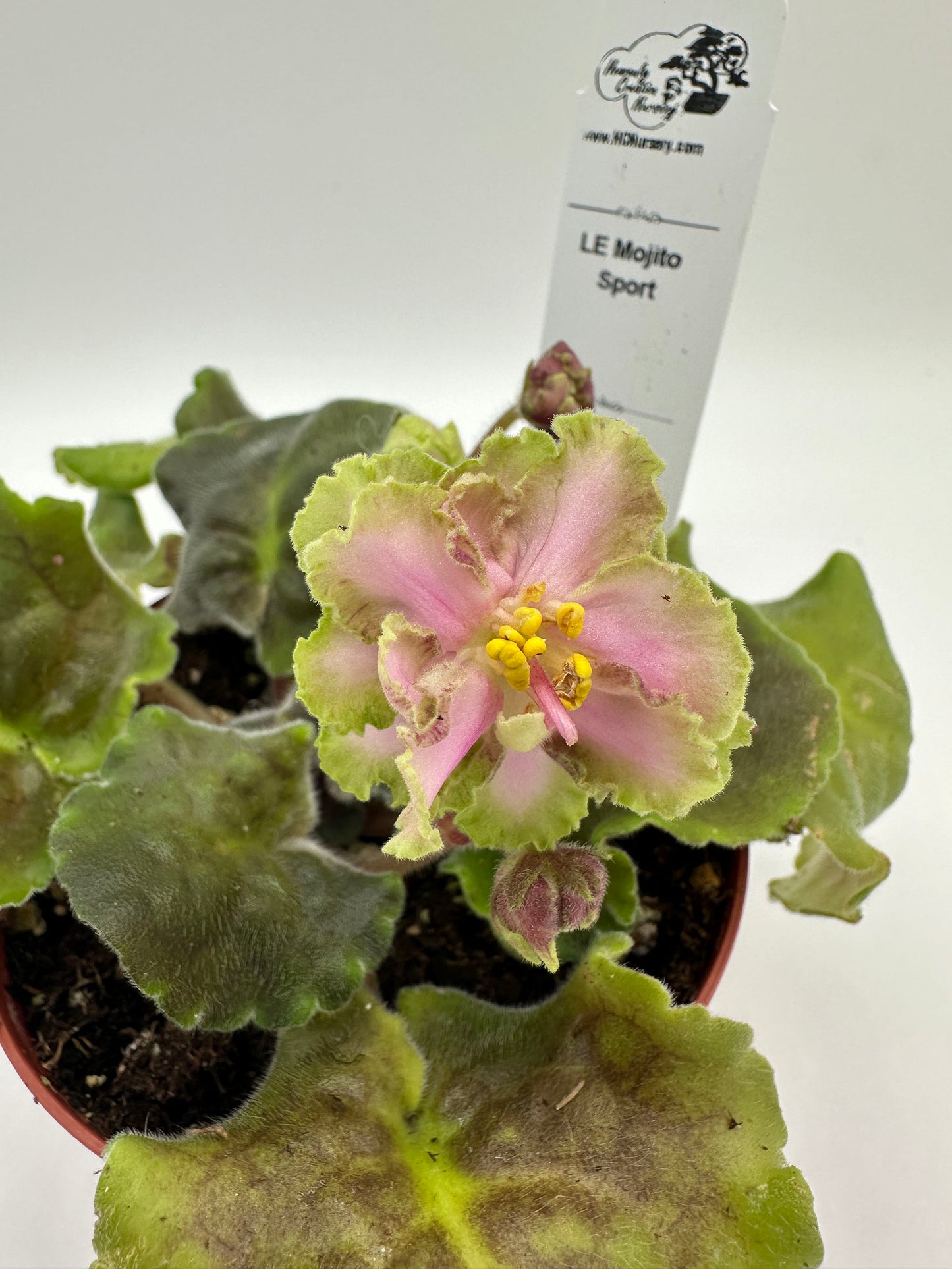 LE Mojito - Sport - Live African Violet 4"