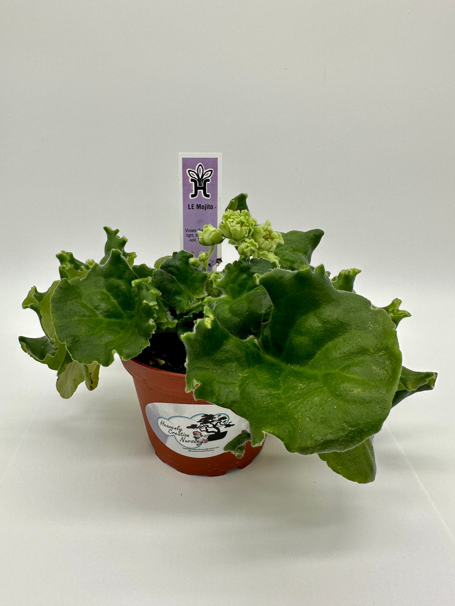 LE Mojito - Live African Violet 4"