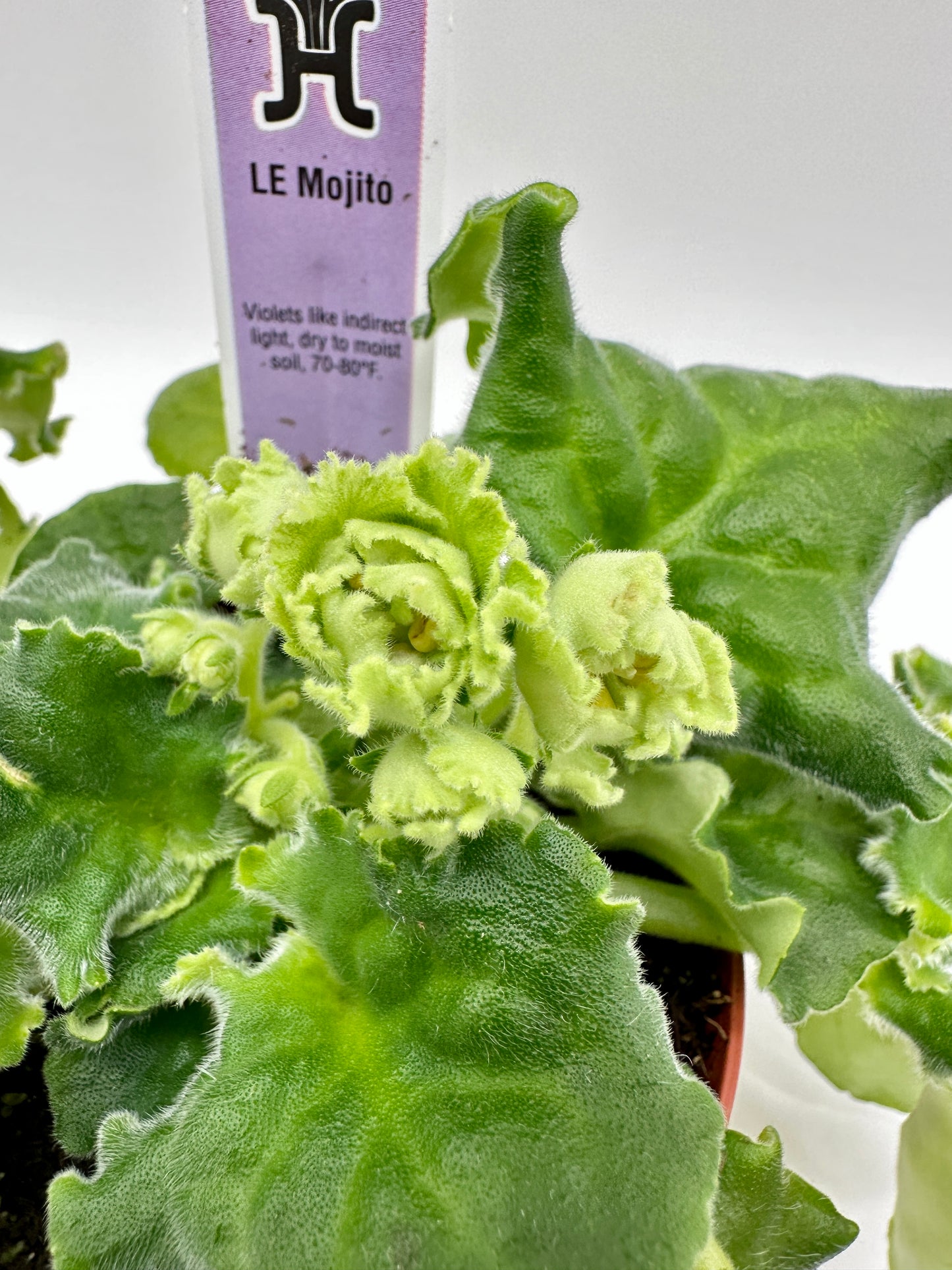 LE Mojito - Live African Violet 4"