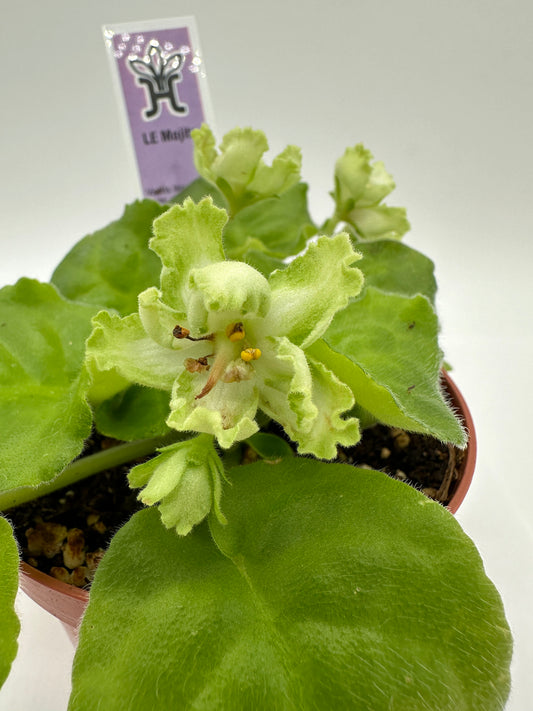 LE Mojito - Live African Violet 4"