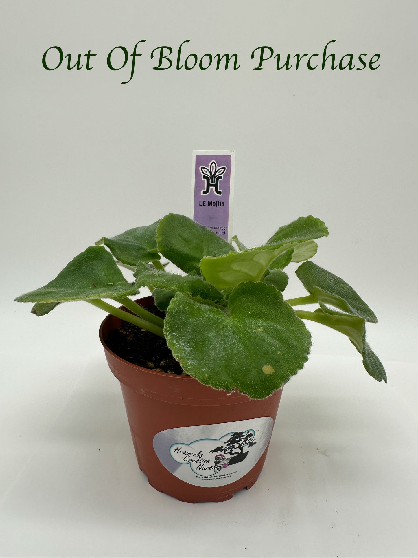 LE Mojito - Live African Violet 4"