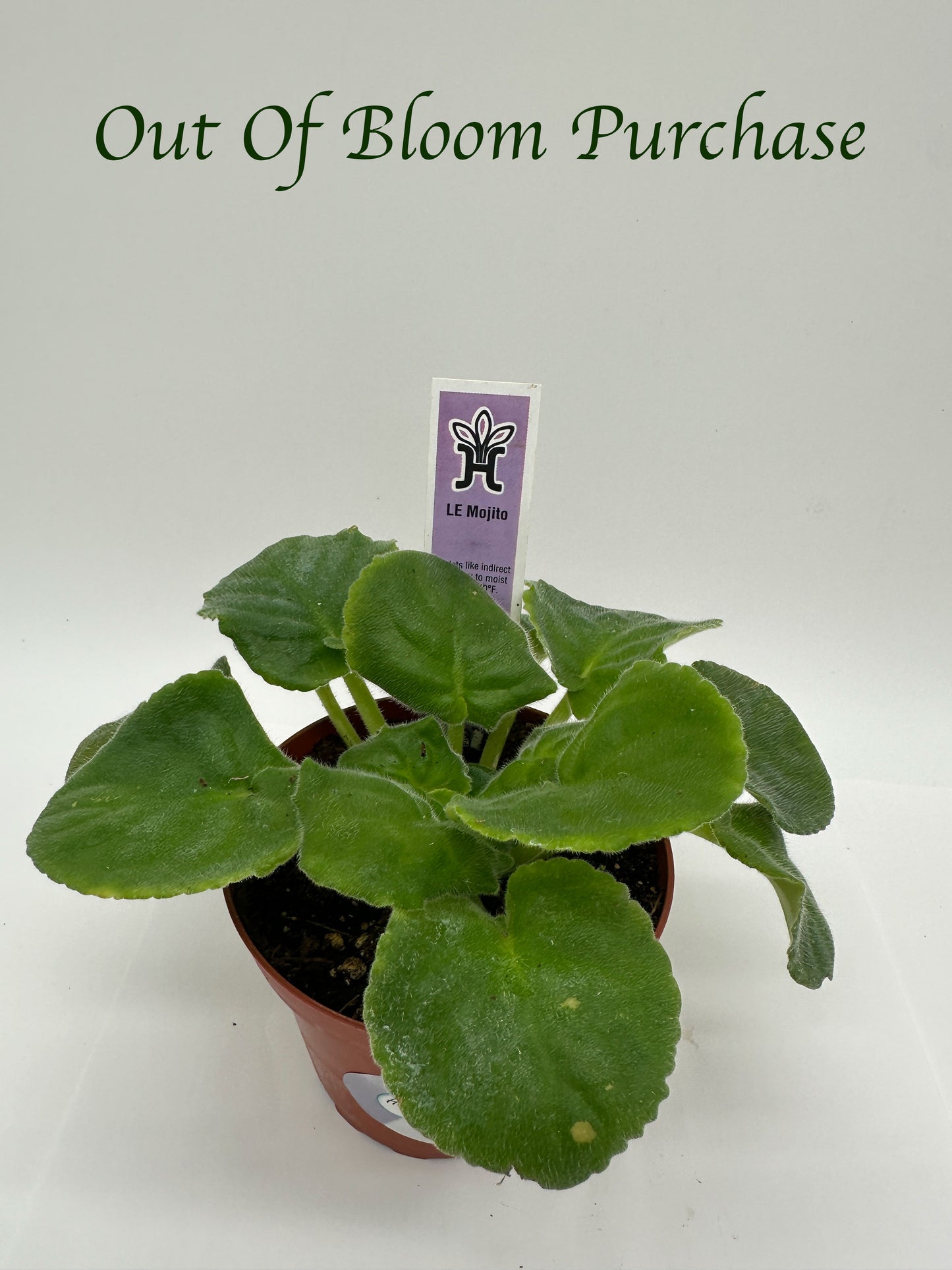 LE Mojito - Live African Violet 4"