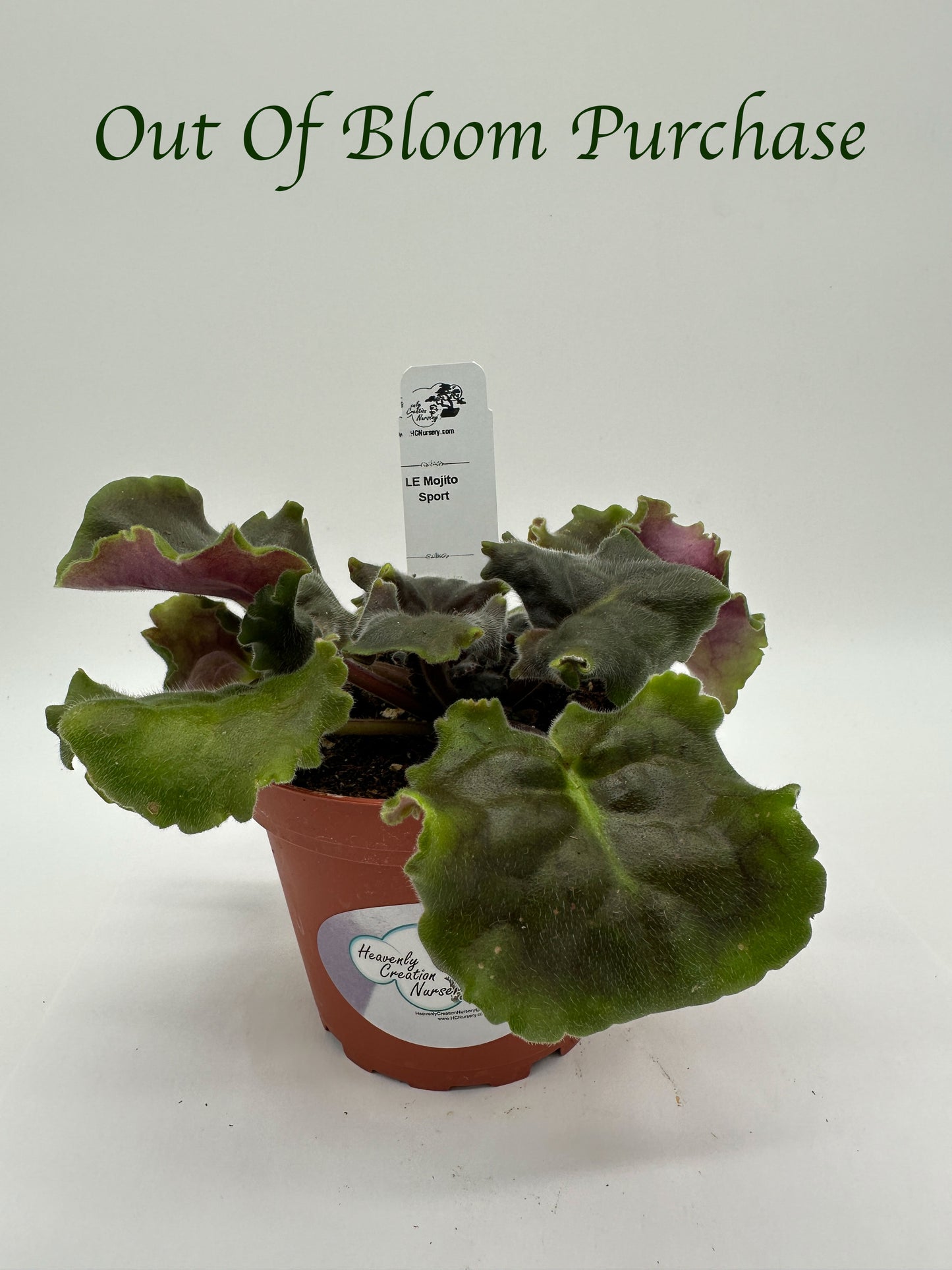 LE Mojito - Sport - Live African Violet 4"