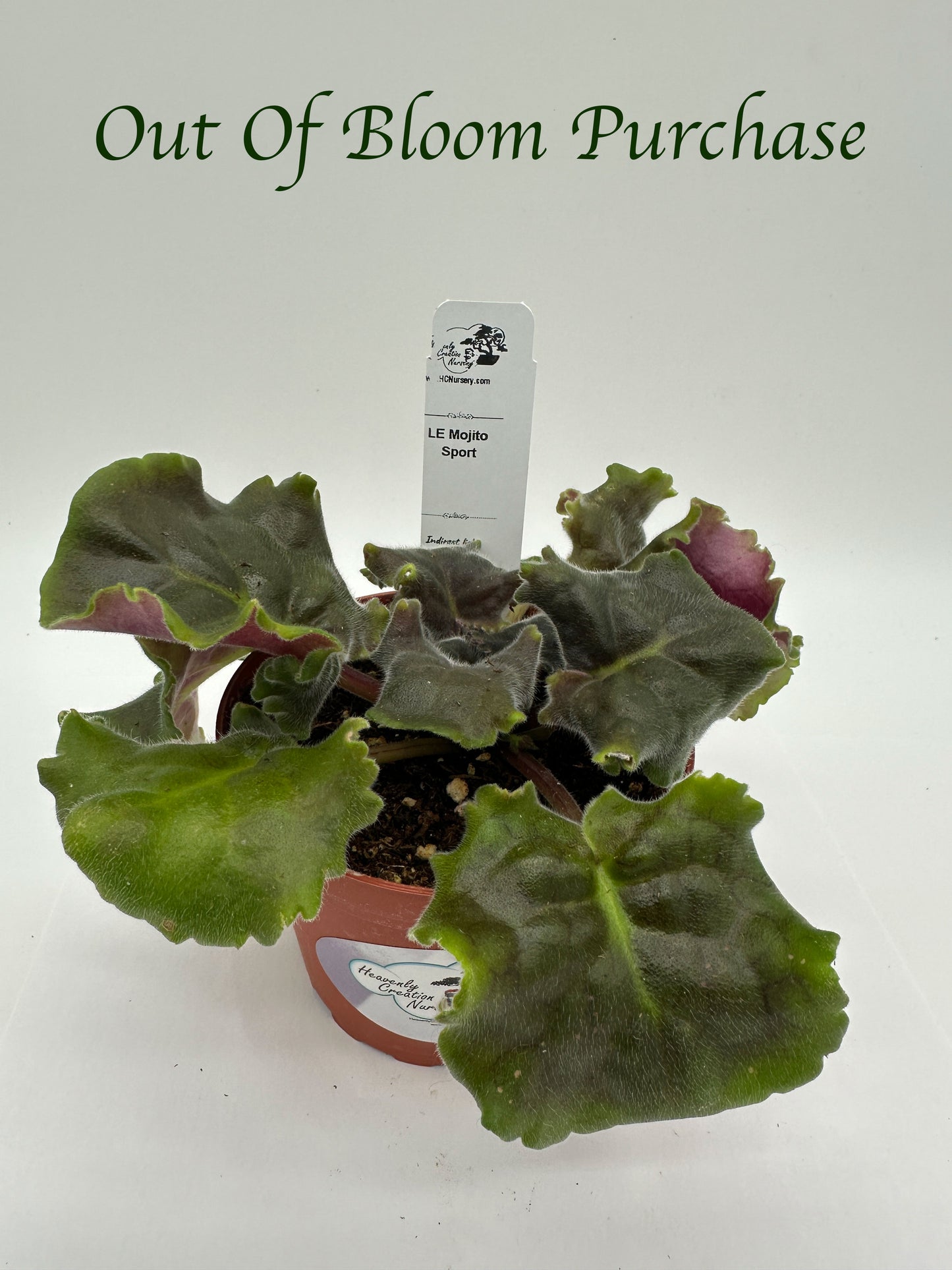 LE Mojito - Sport - Live African Violet 4"