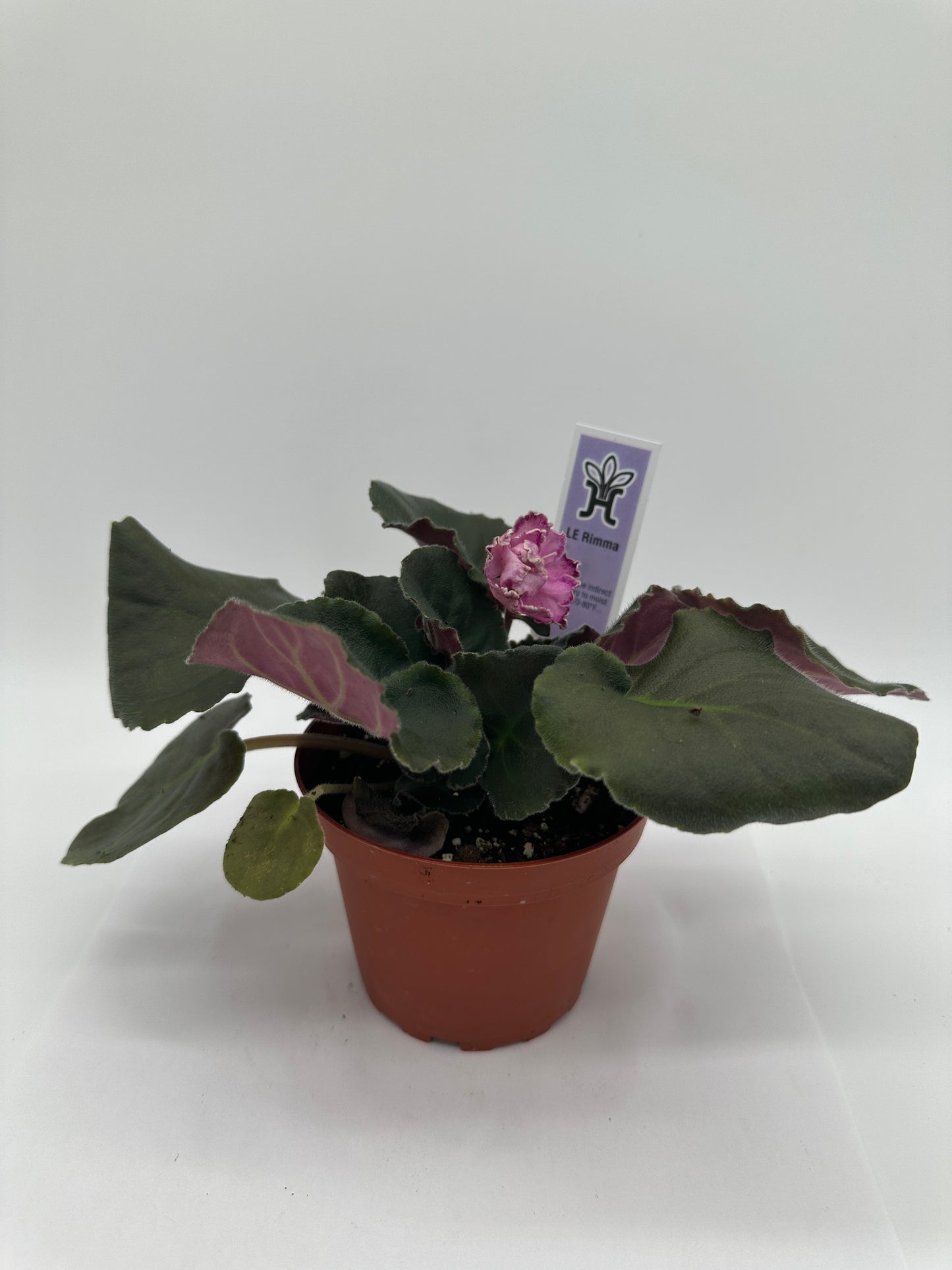 LE Rimma - Live African Violet 4"