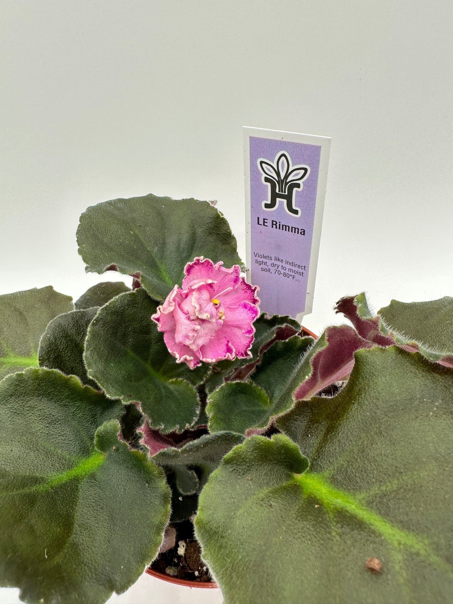 LE Rimma - Live African Violet 4"