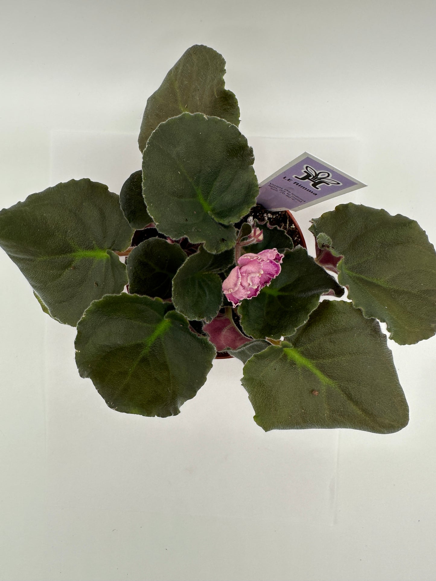 LE Rimma - Live African Violet 4"