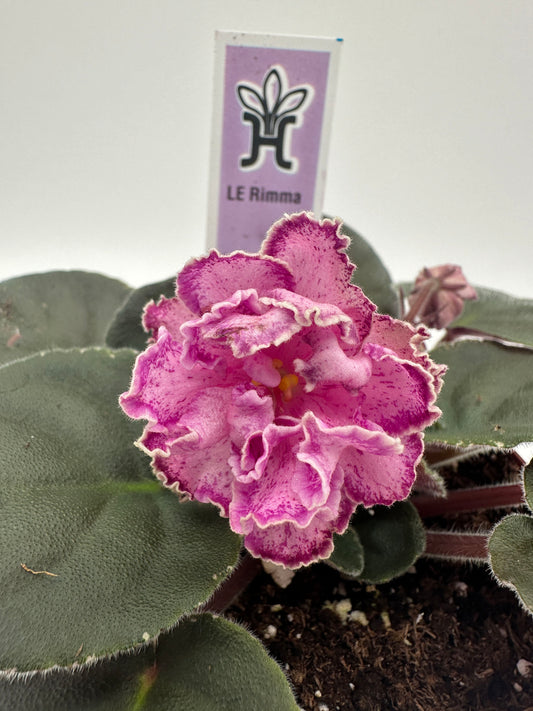 LE Rimma - Live African Violet 4"