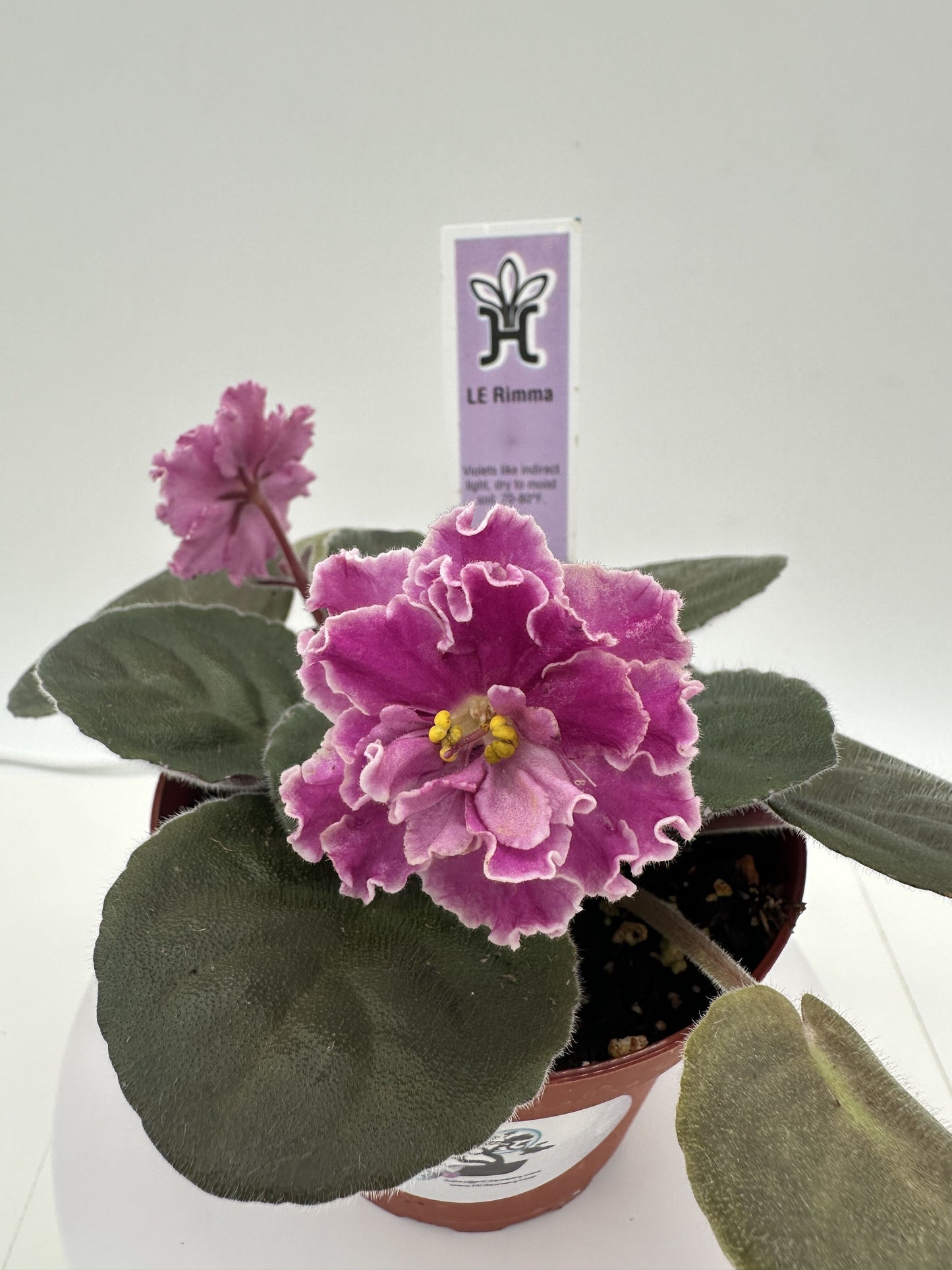 LE Rimma - Live African Violet 4"