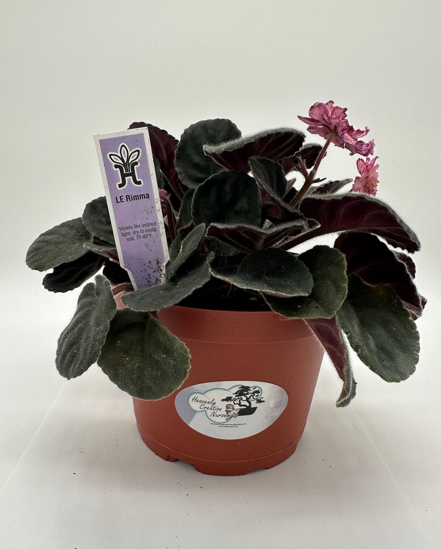 LE Rimma - Live African Violet 6"