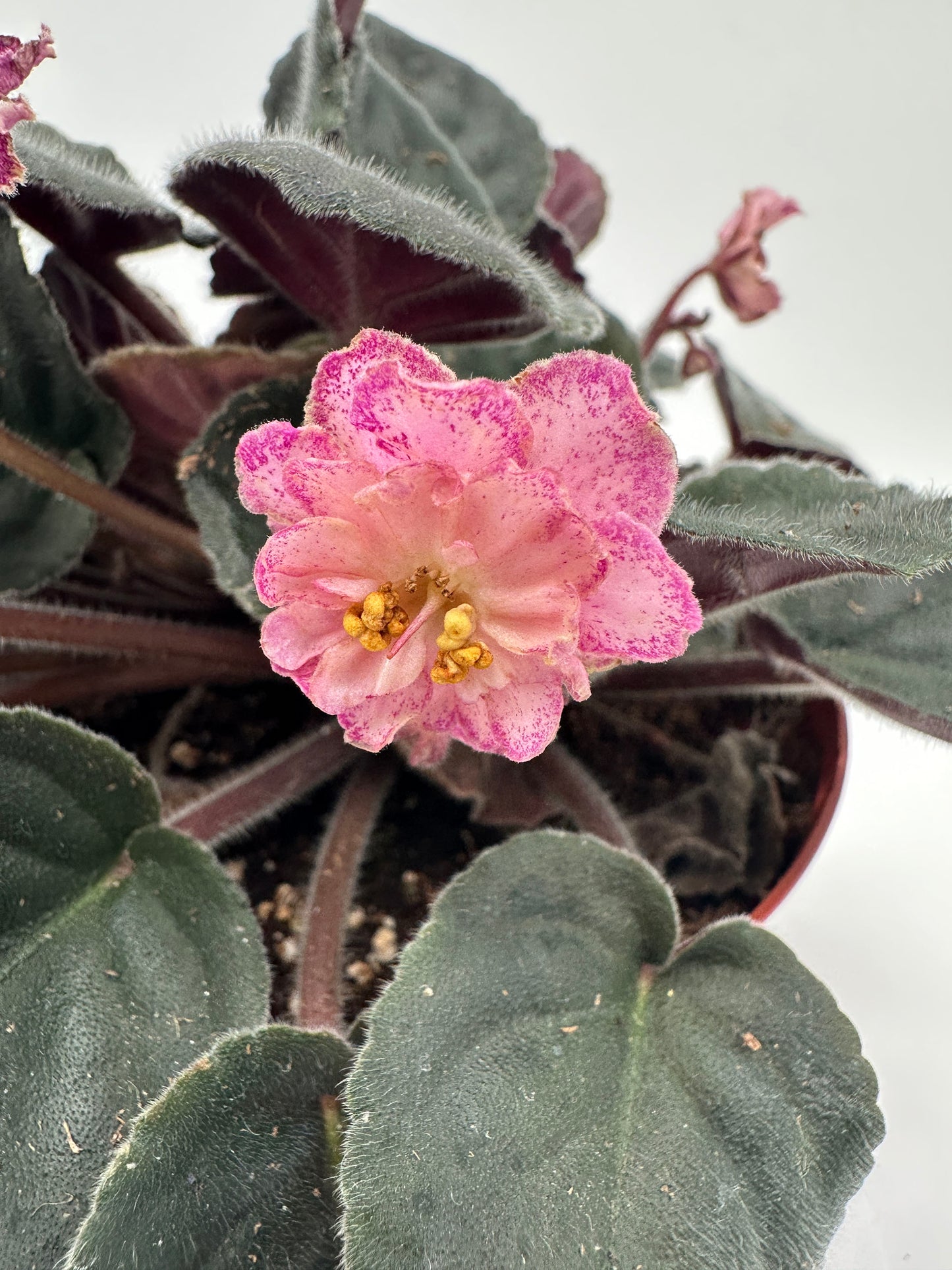 LE Rimma - Live African Violet 6"