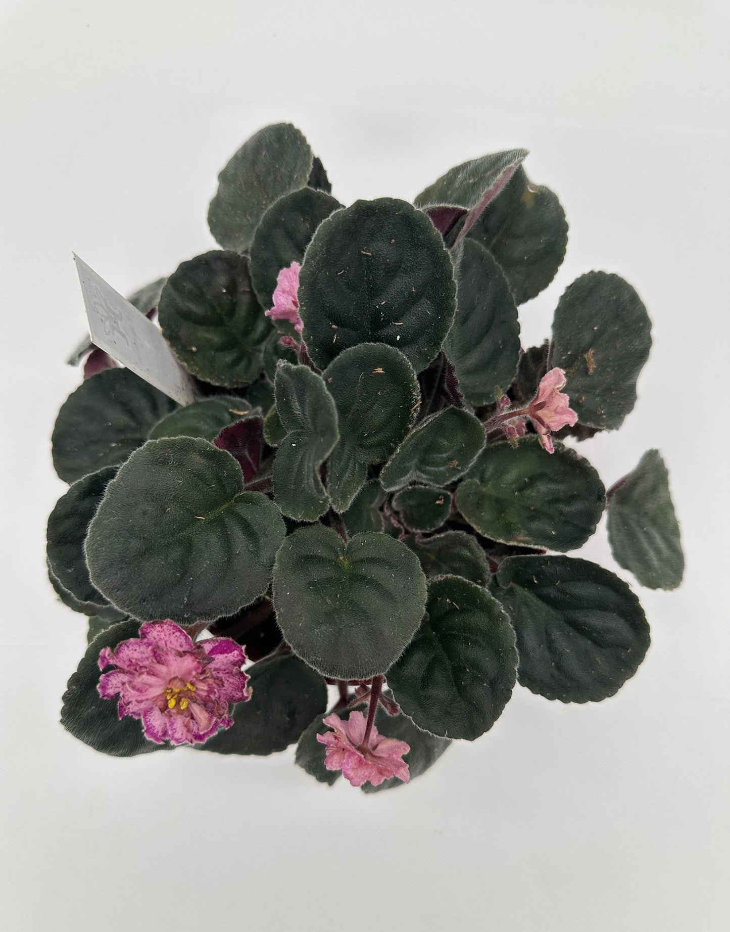 LE Rimma - Live African Violet 6"