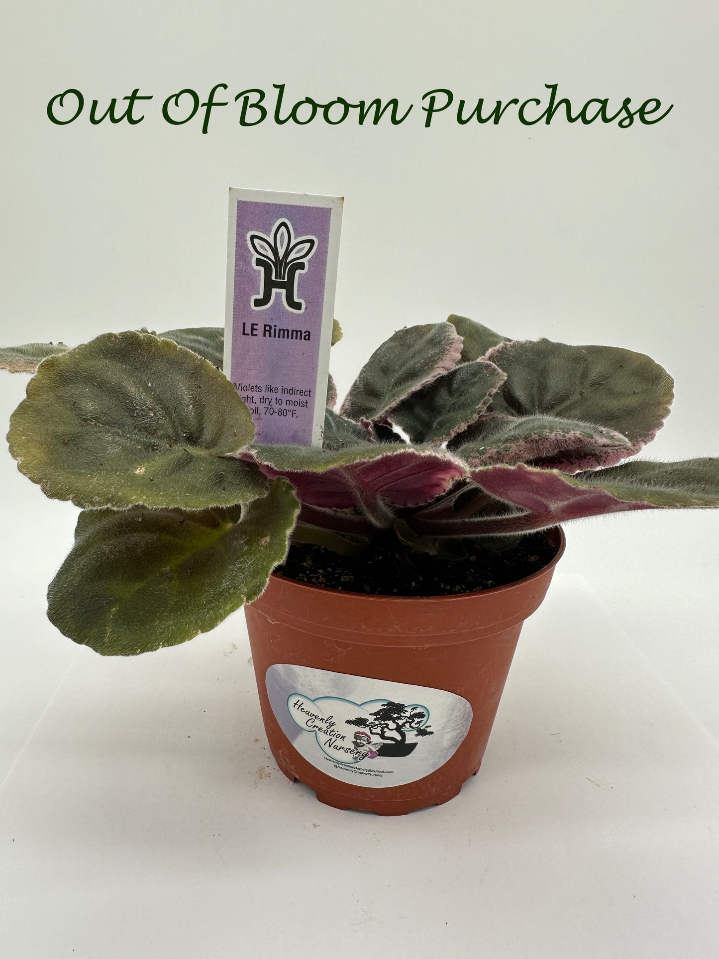 LE Rimma - Live African Violet 4"