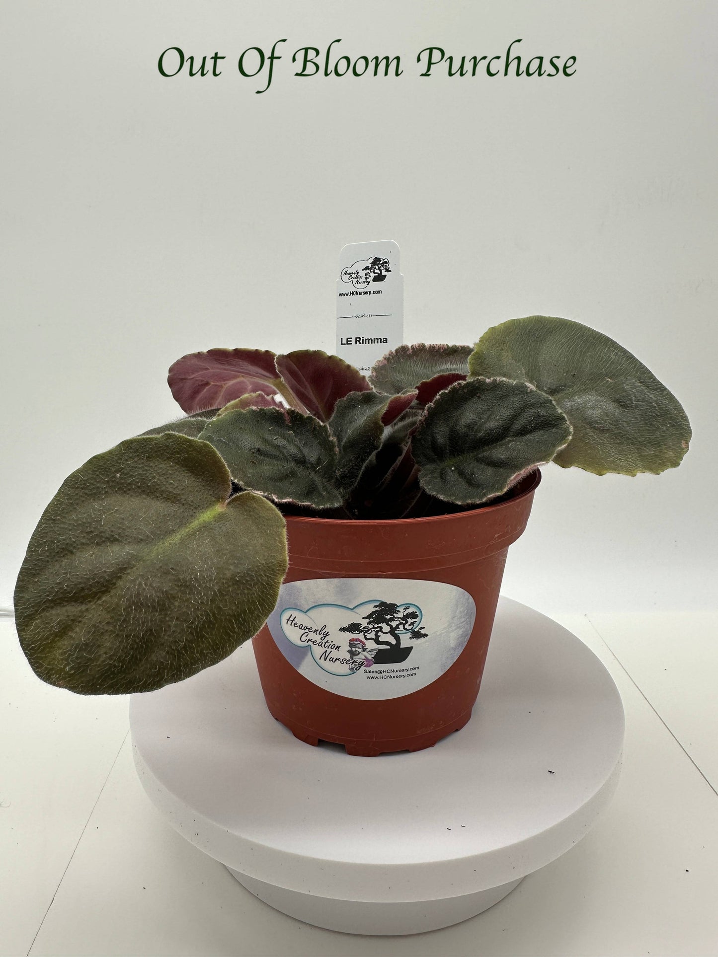 LE Rimma - Live African Violet 4"