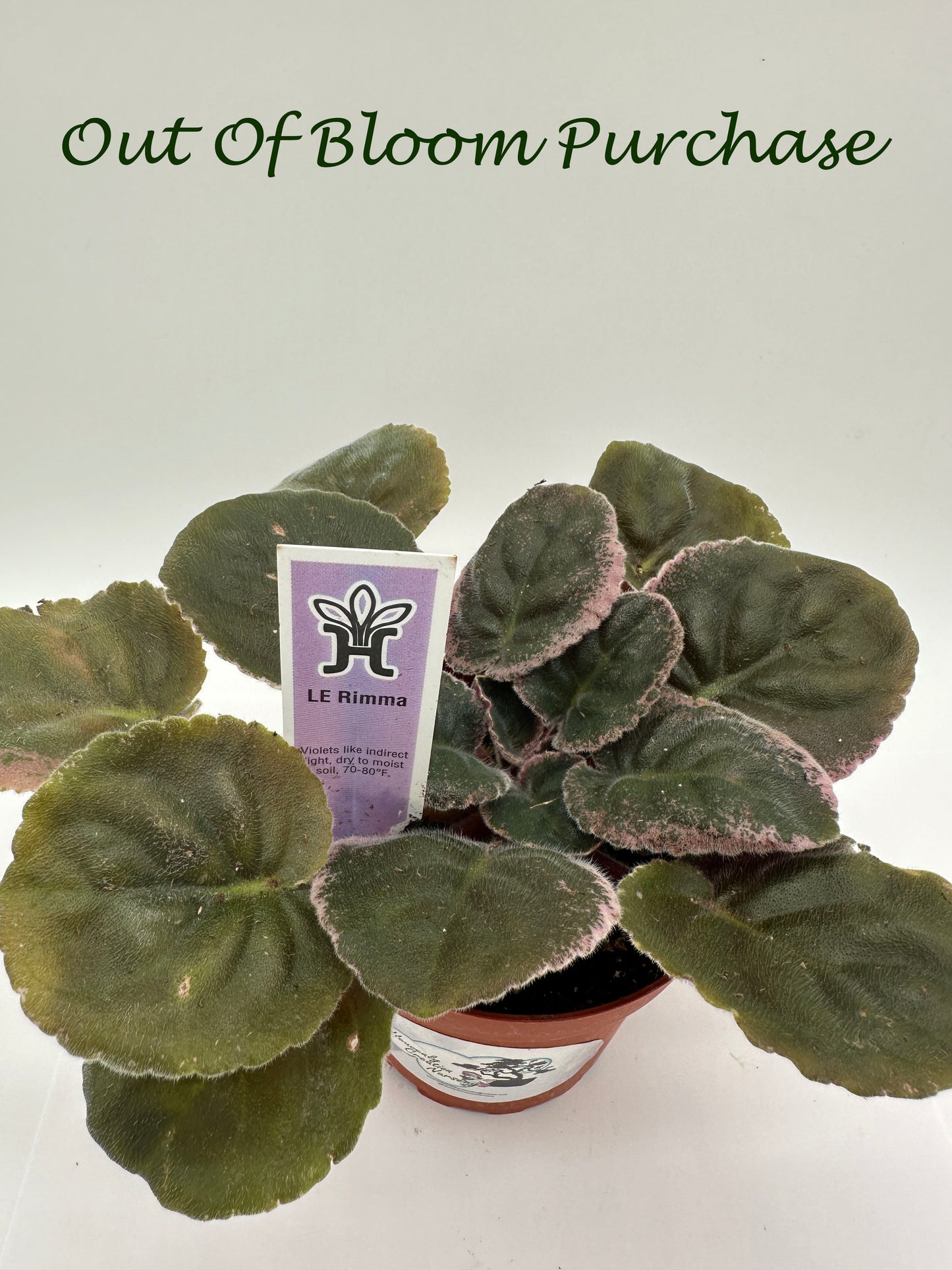 LE Rimma - Live African Violet 4"