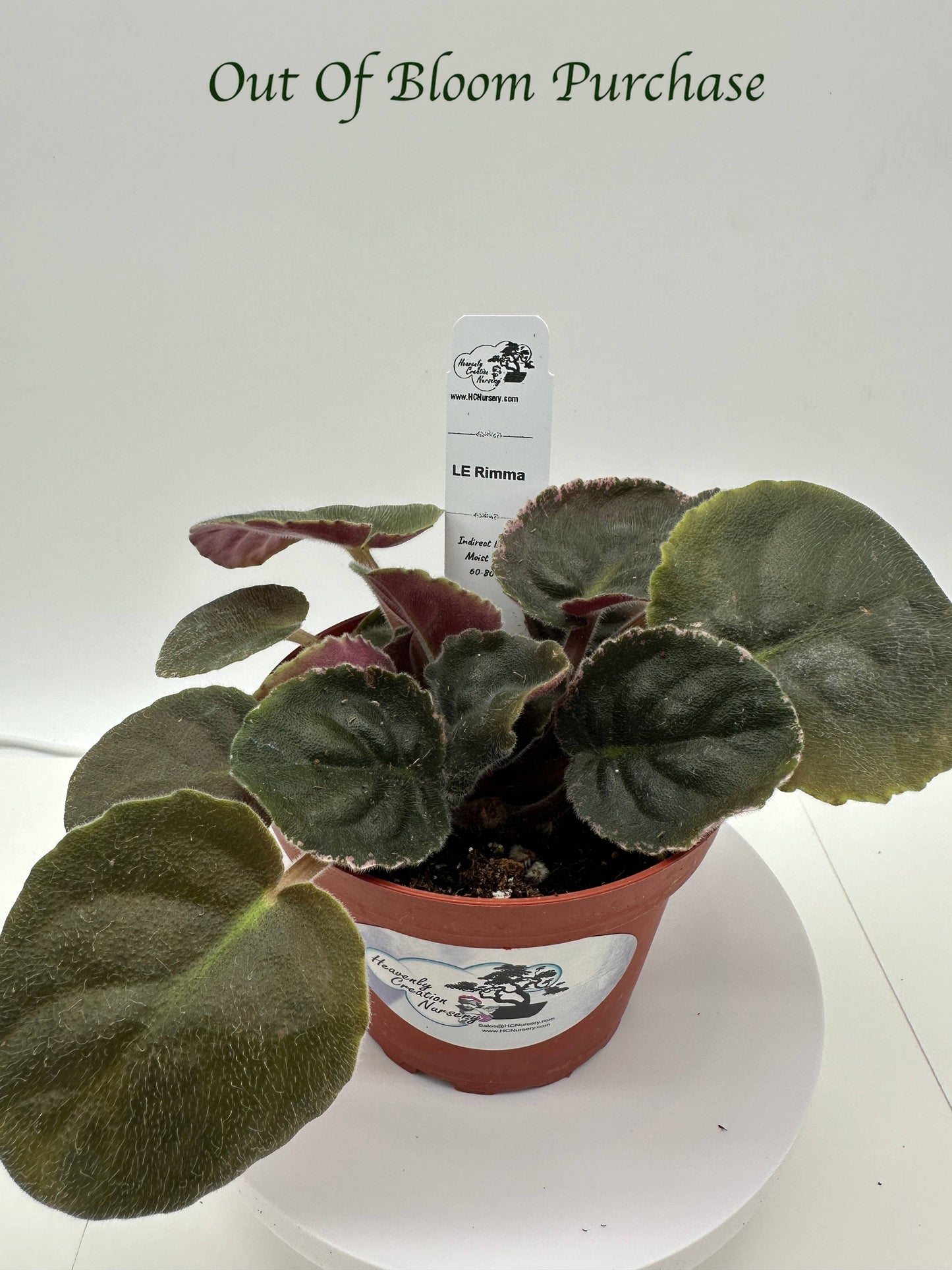 LE Rimma - Live African Violet 4"