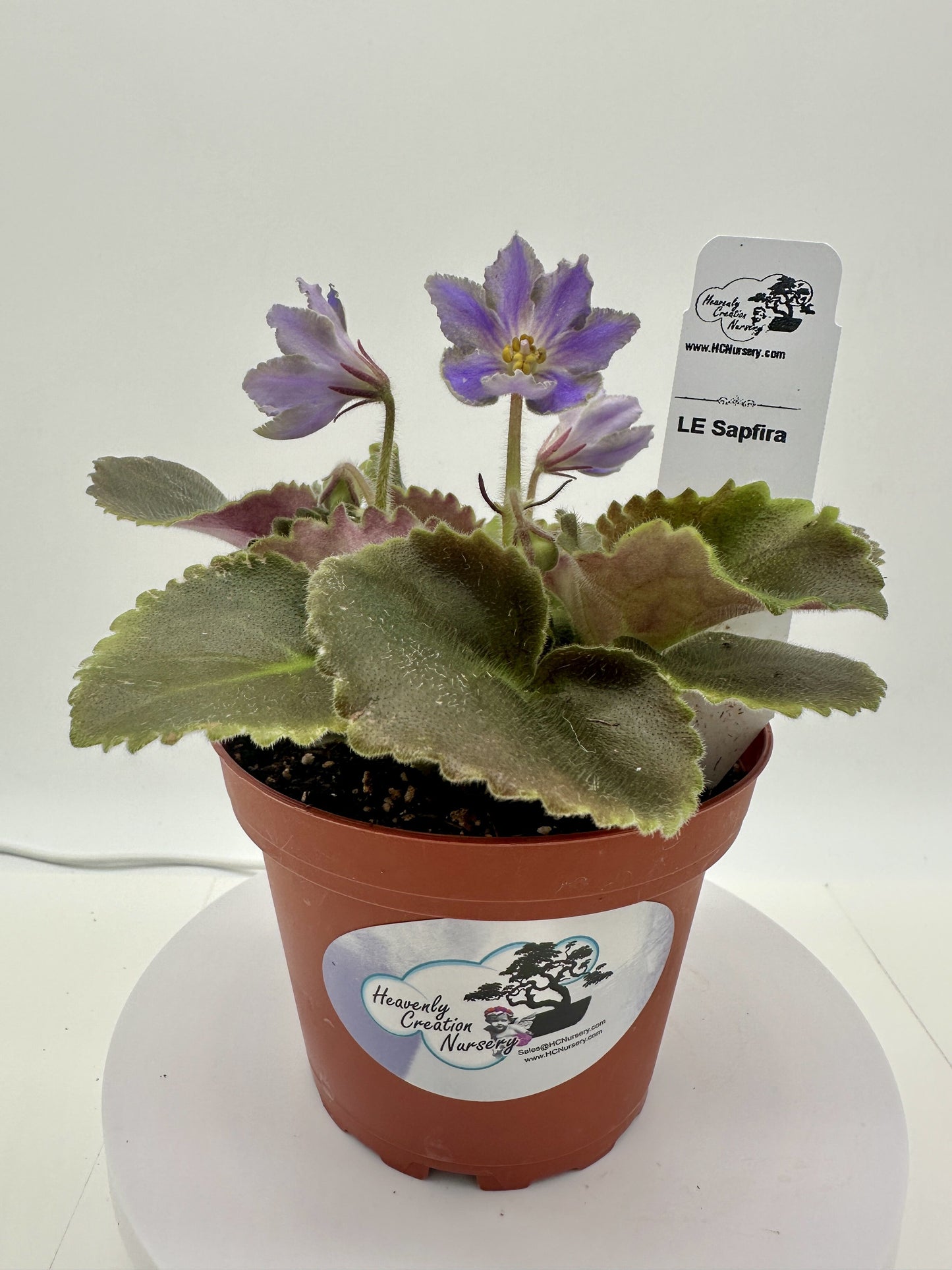LE Sapfira (LE Sapphire) - Live African Violet 4"
