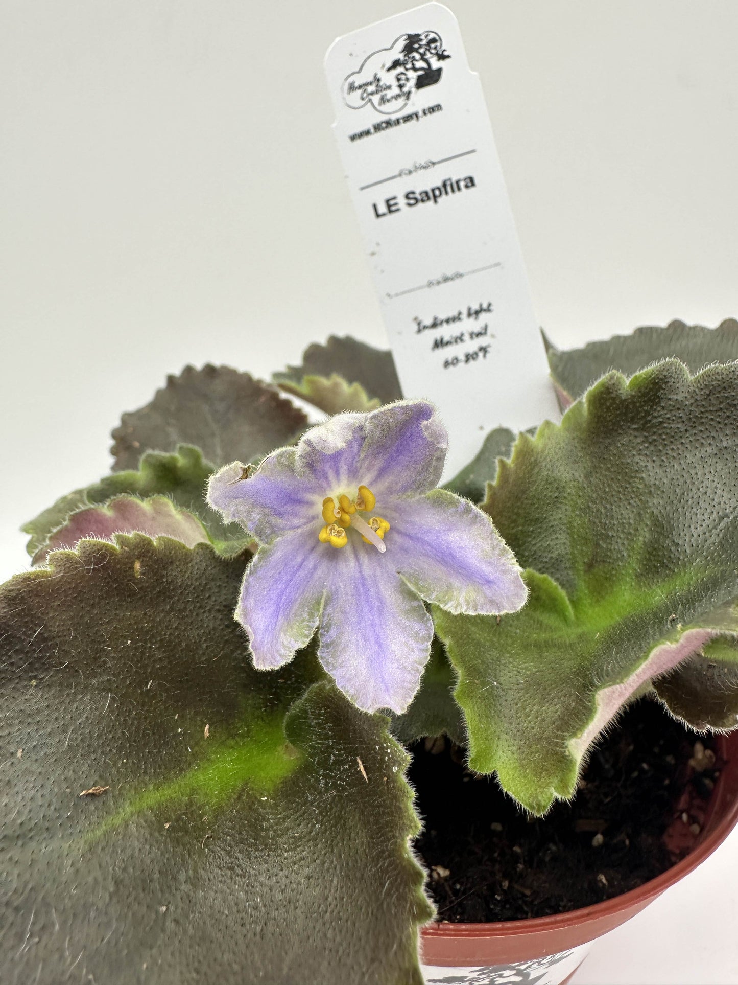 LE Sapfira (LE Sapphire) - Live African Violet 4"