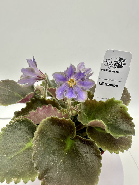 LE Sapfira (LE Sapphire) - Live African Violet 4"