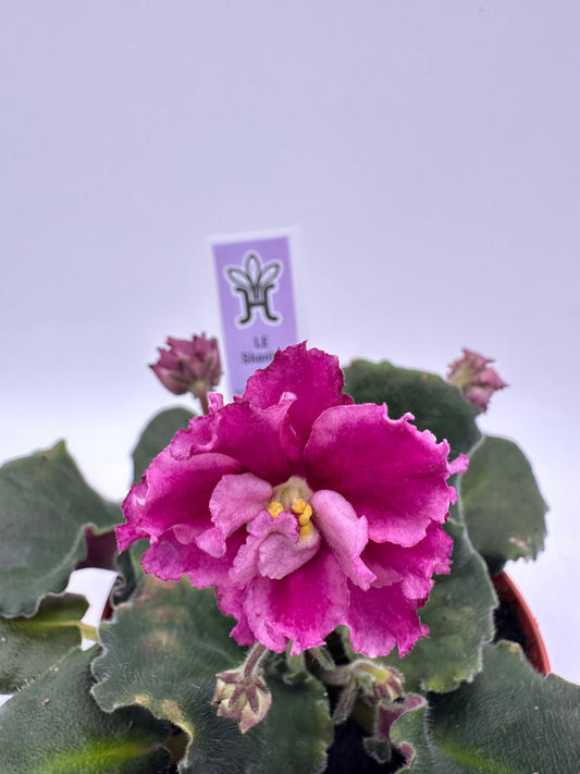 LE Shantal - Live African Violet 4"