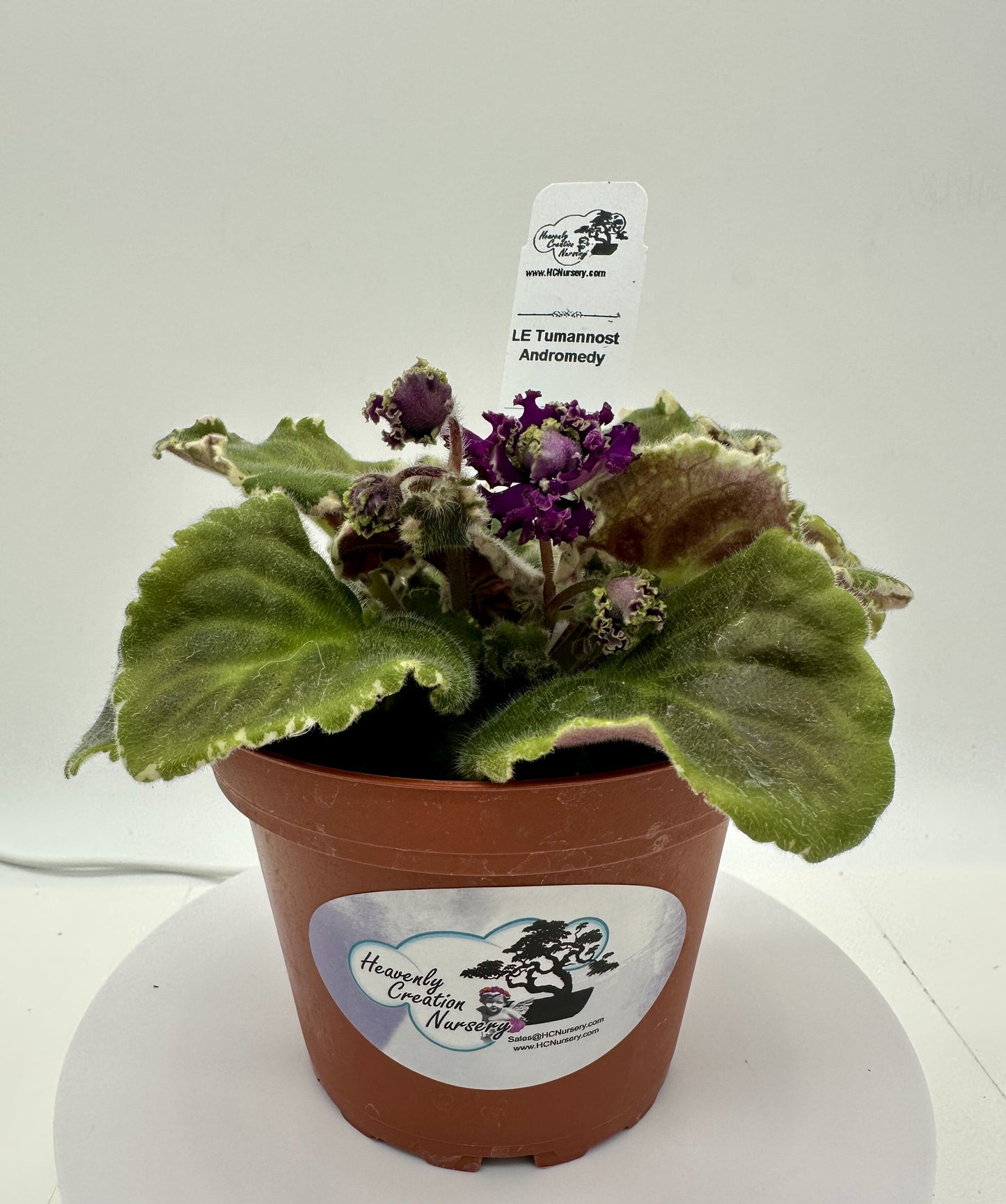 LE Tumannost Andromedy - Live African Violet 4"