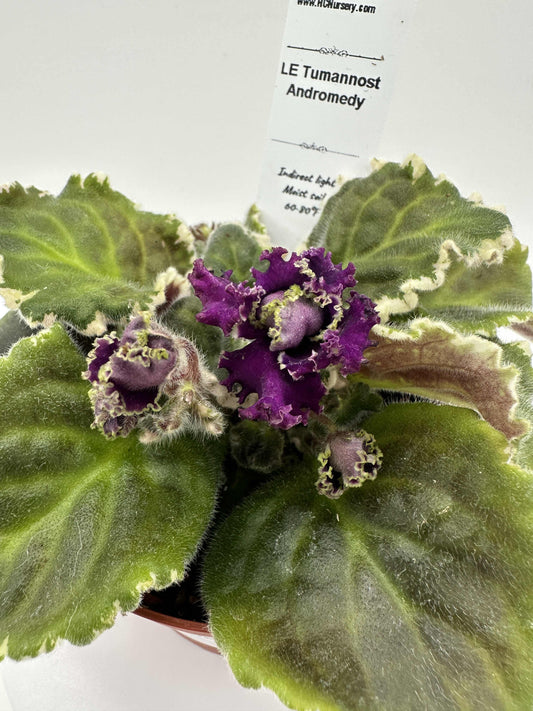 LE Tumannost Andromedy - Live African Violet 4"