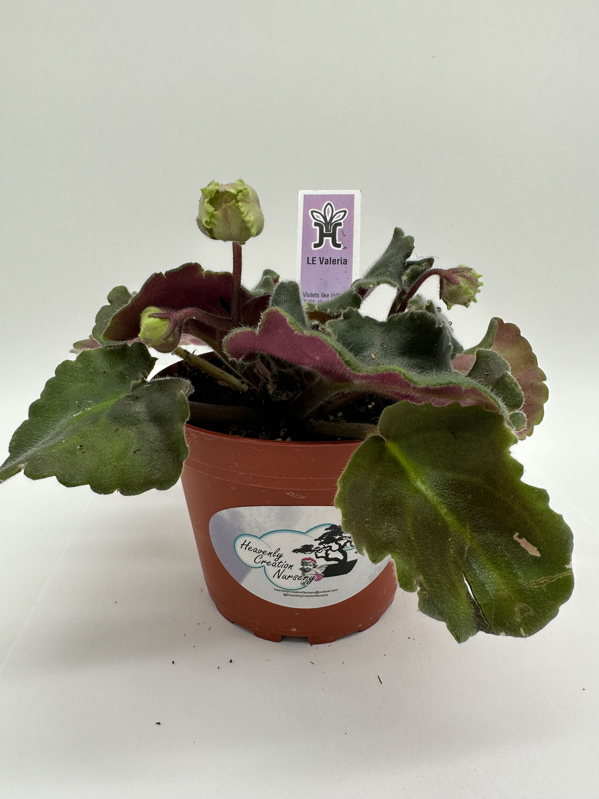 LE Valeria - Live African Violet 4