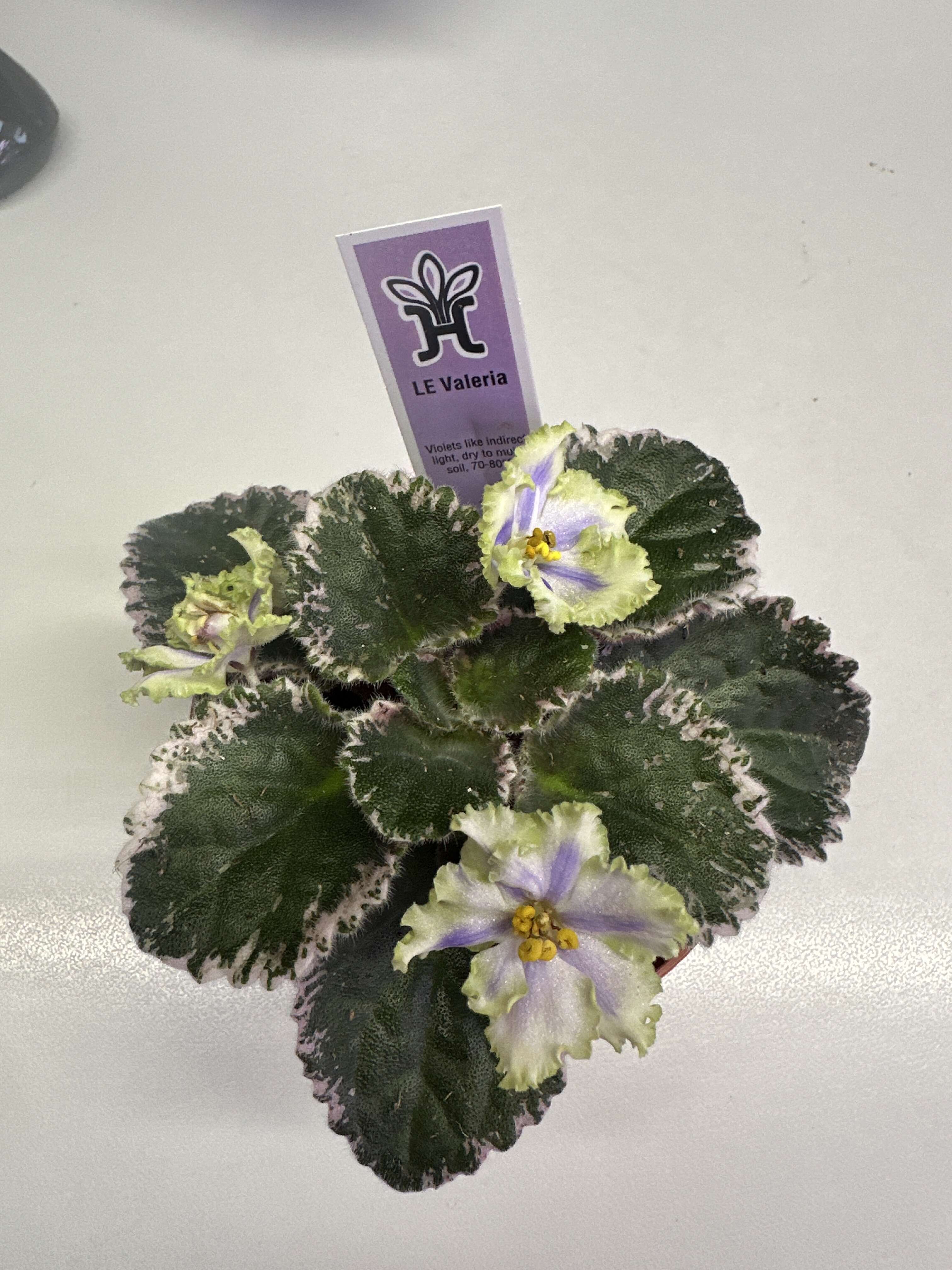 LE Valeria - Live African Violet 4