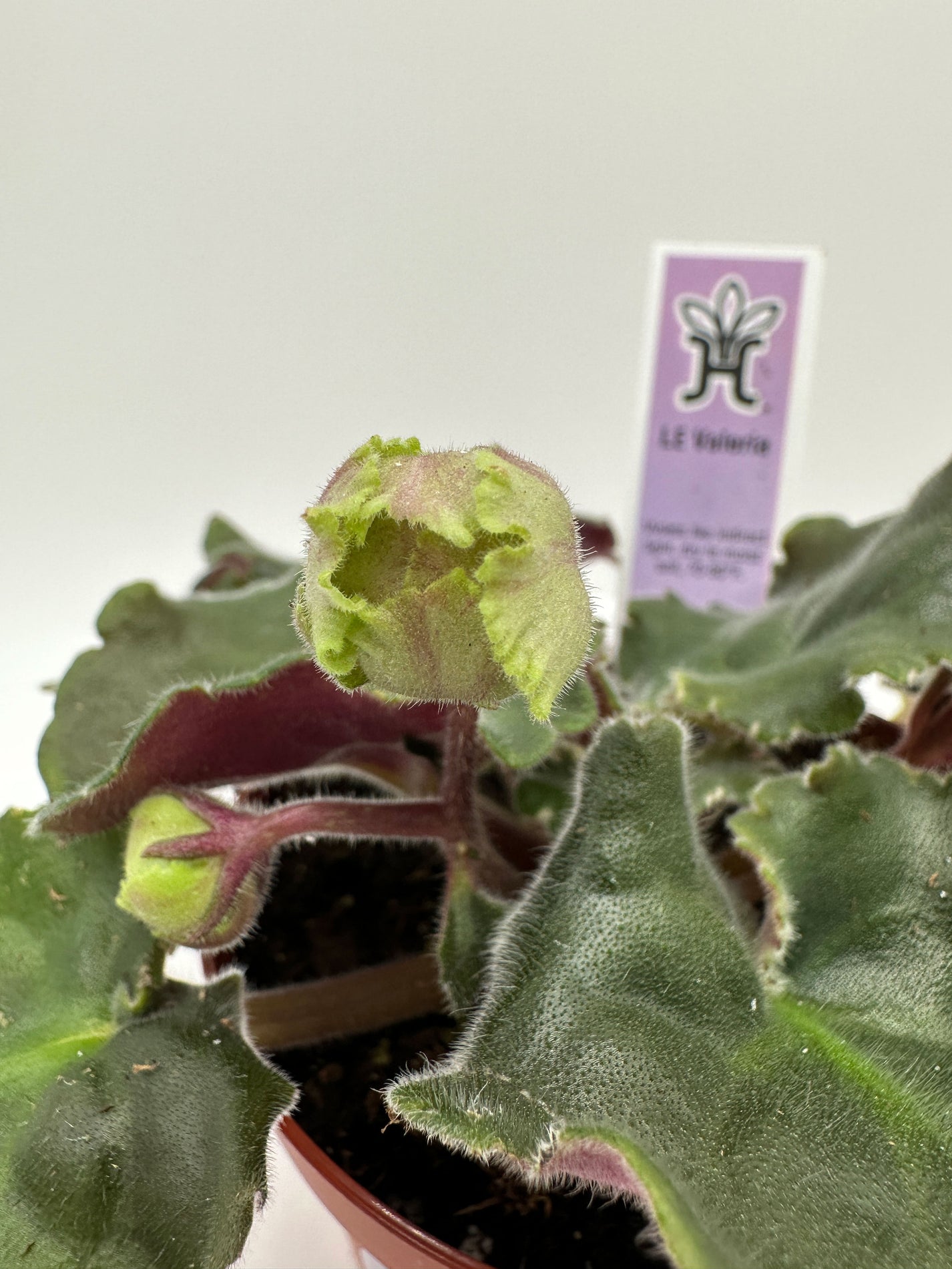 LE Valeria - Live African Violet 4