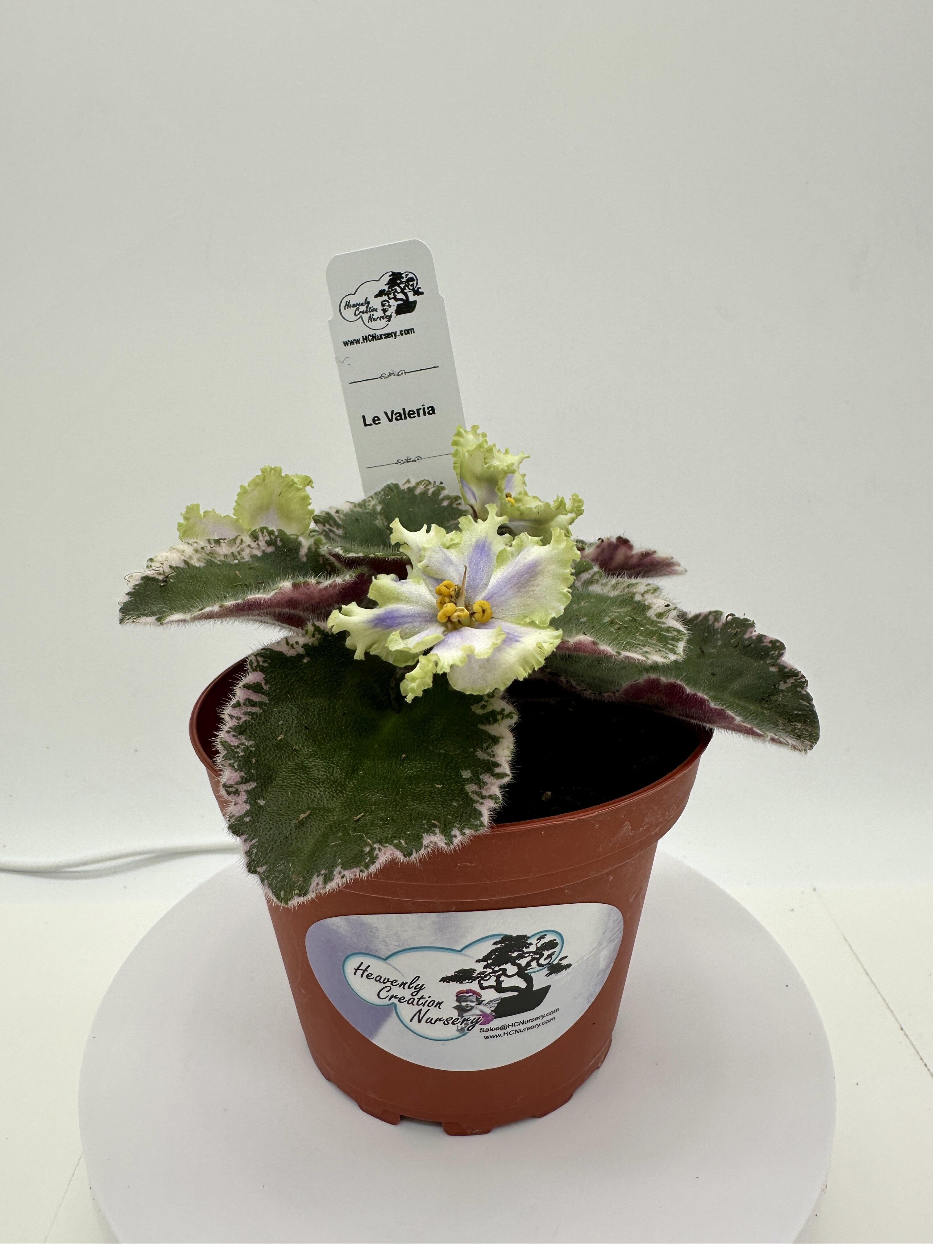 LE Valeria - Live African Violet 4
