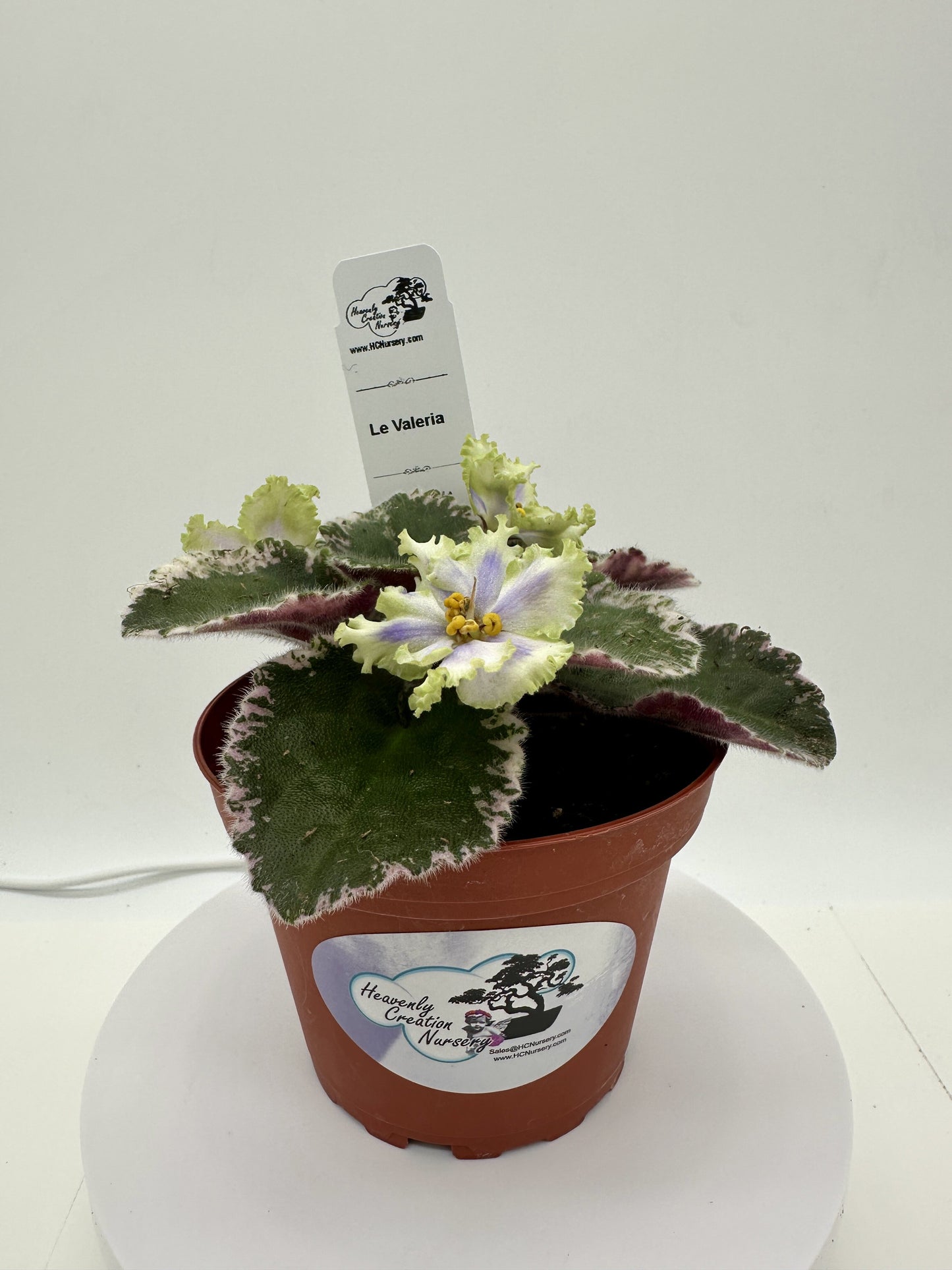 LE Valeria - Live African Violet 4"
