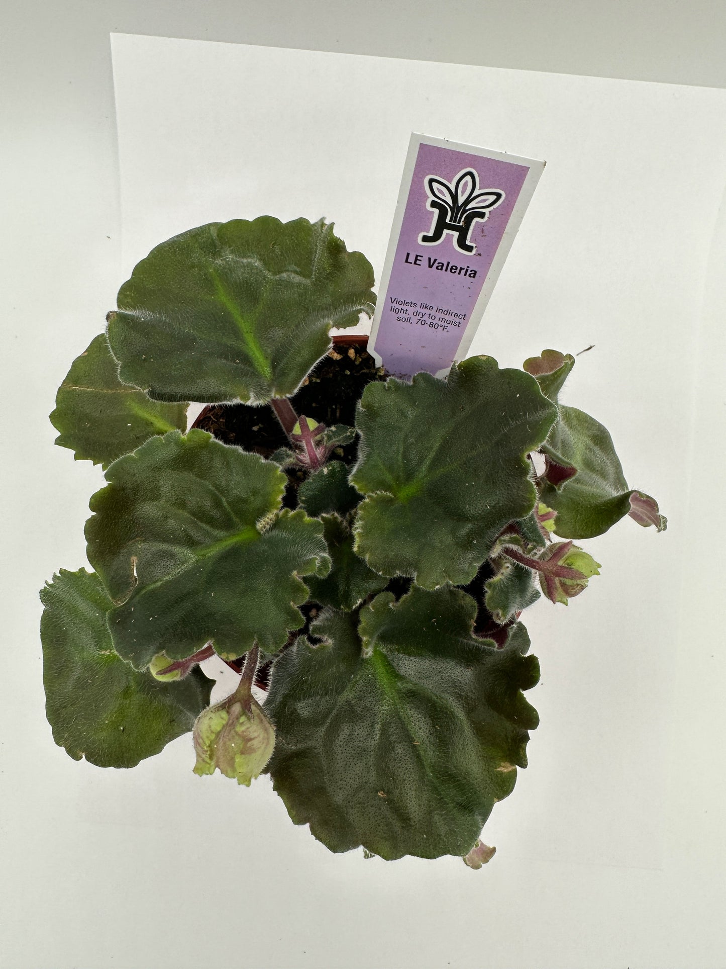 LE Valeria - Live African Violet 4"