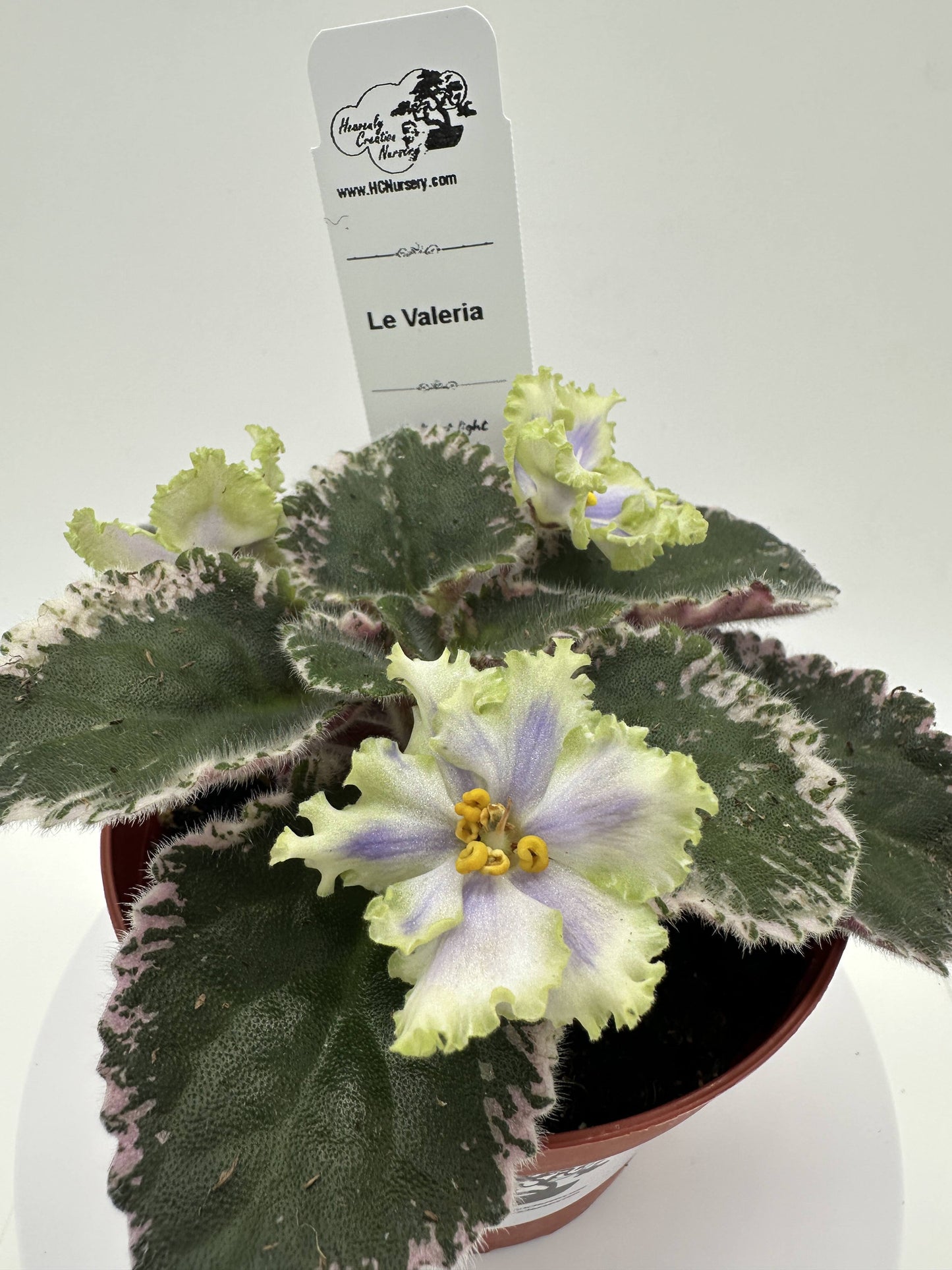 LE Valeria - Live African Violet 4"