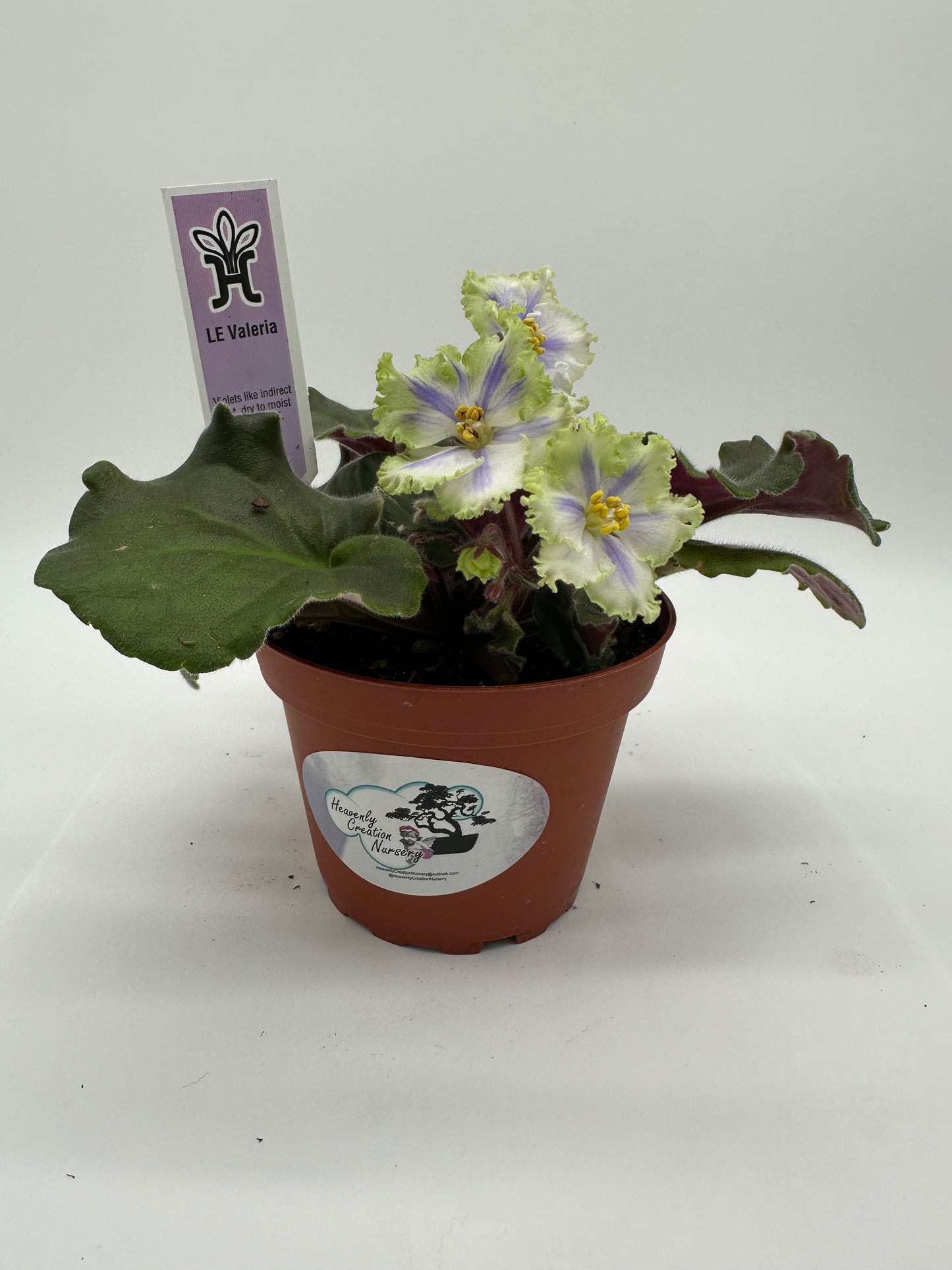 LE Valeria - Live African Violet 4"