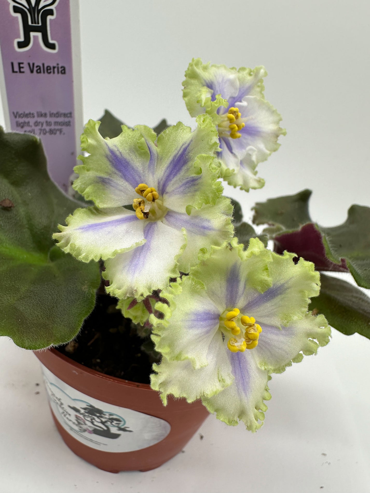 LE Valeria - Live African Violet 4