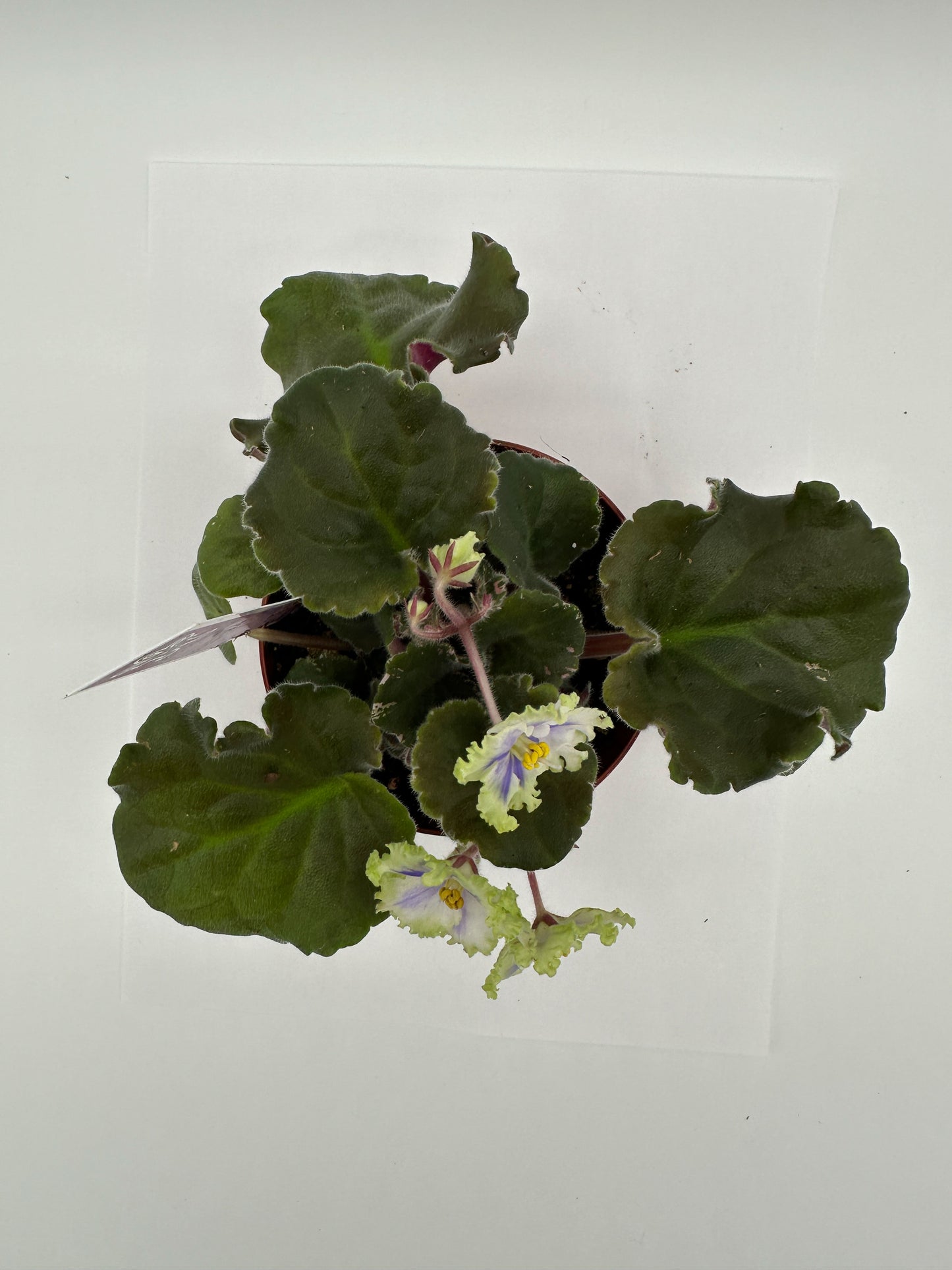 LE Valeria - Live African Violet 4"