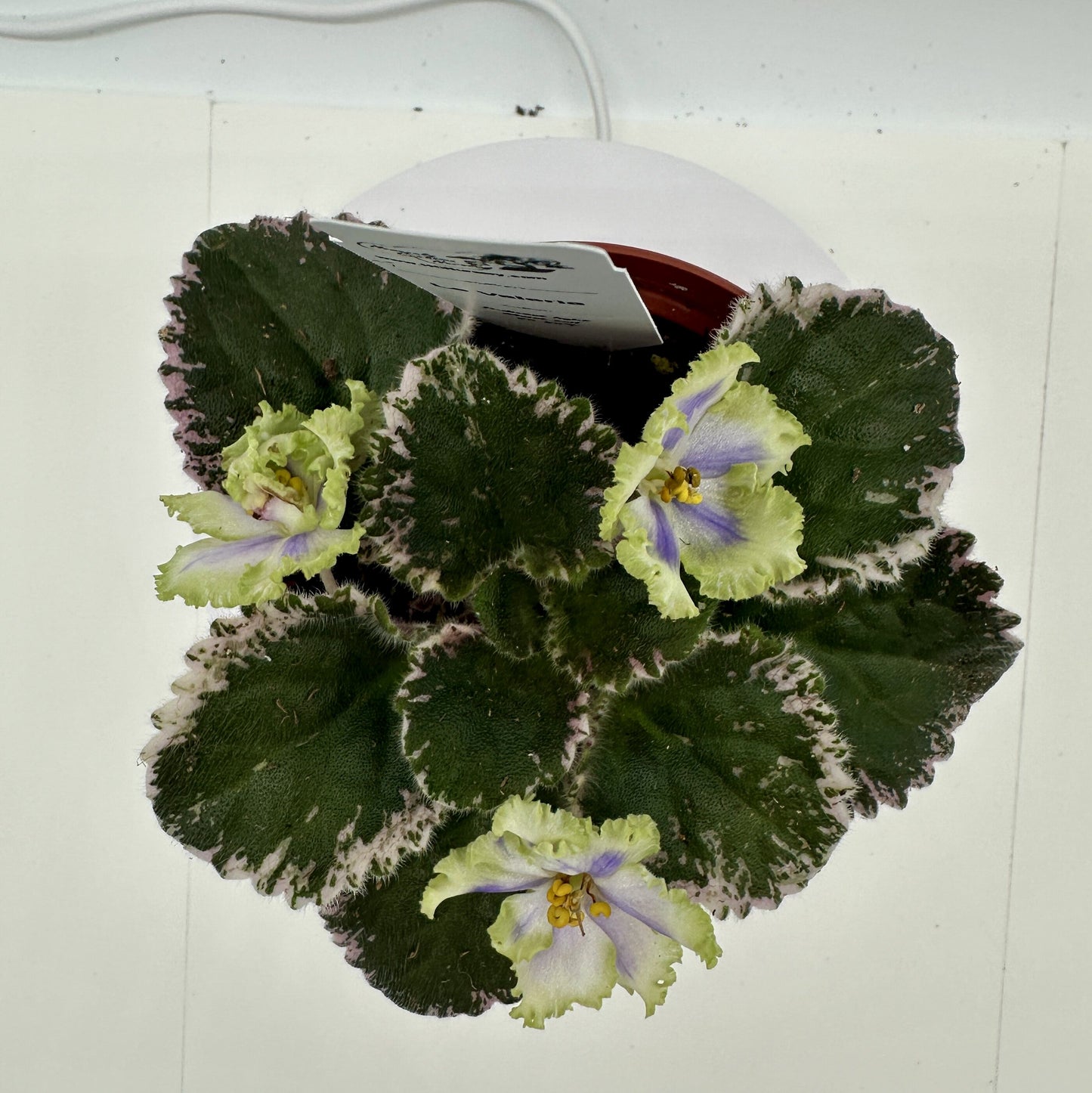 LE Valeria - Live African Violet 4"